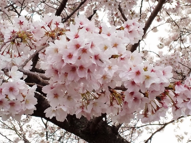 春真っ盛り