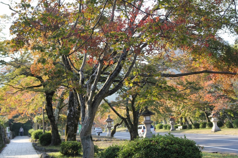 秋晴れの梅小路公園市でした