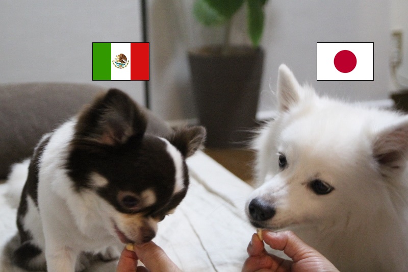 BORN  IN  THE  NIPPON