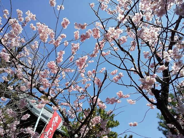 桜満開