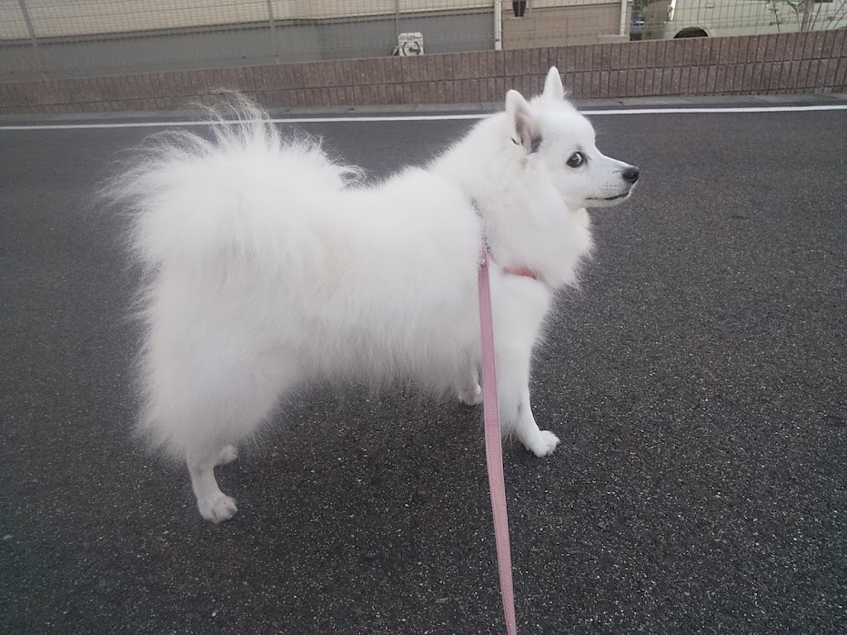 白いサラっちと。。。