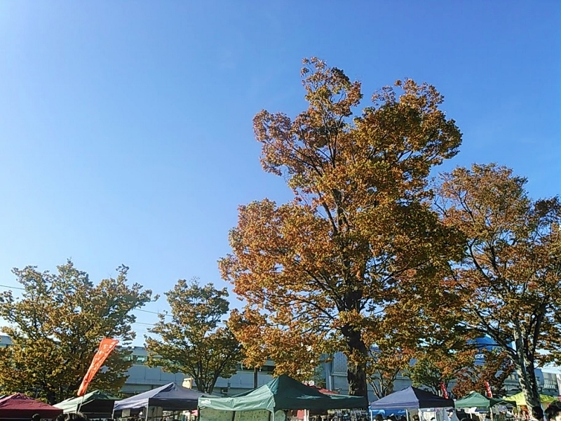 秋晴れの梅小路公園市でした