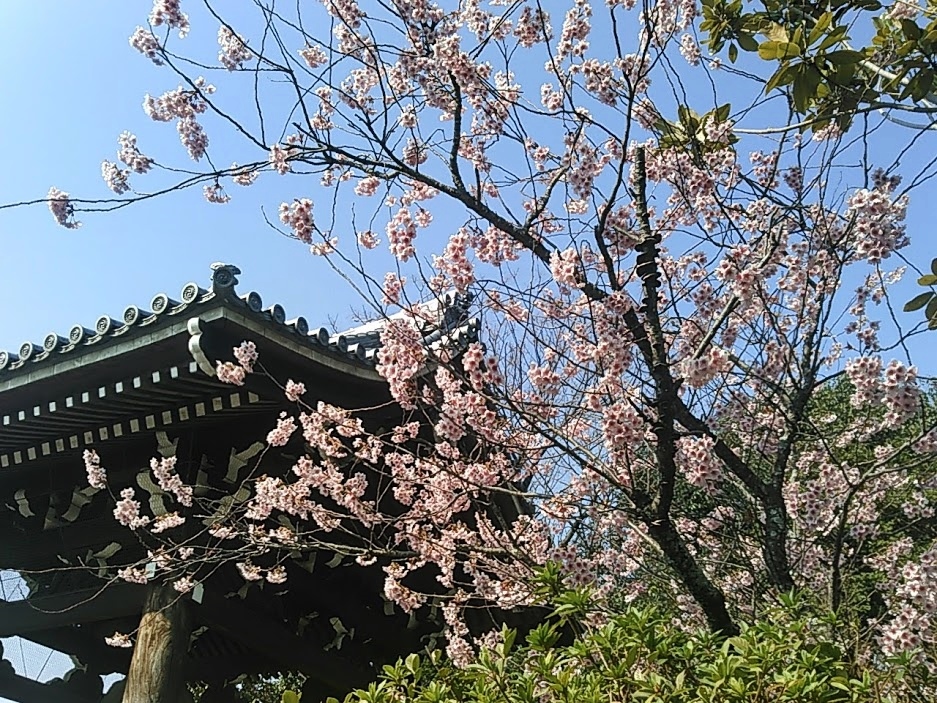 春満開の知恩寺さんでした