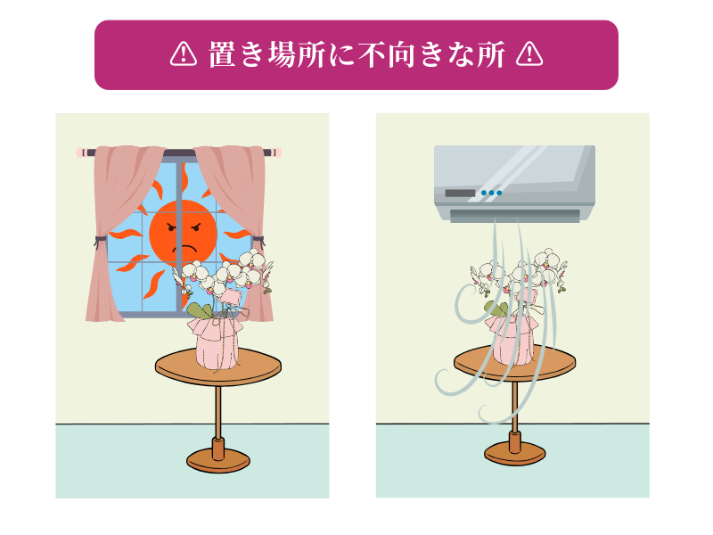 胡蝶蘭のお手入れ方法
