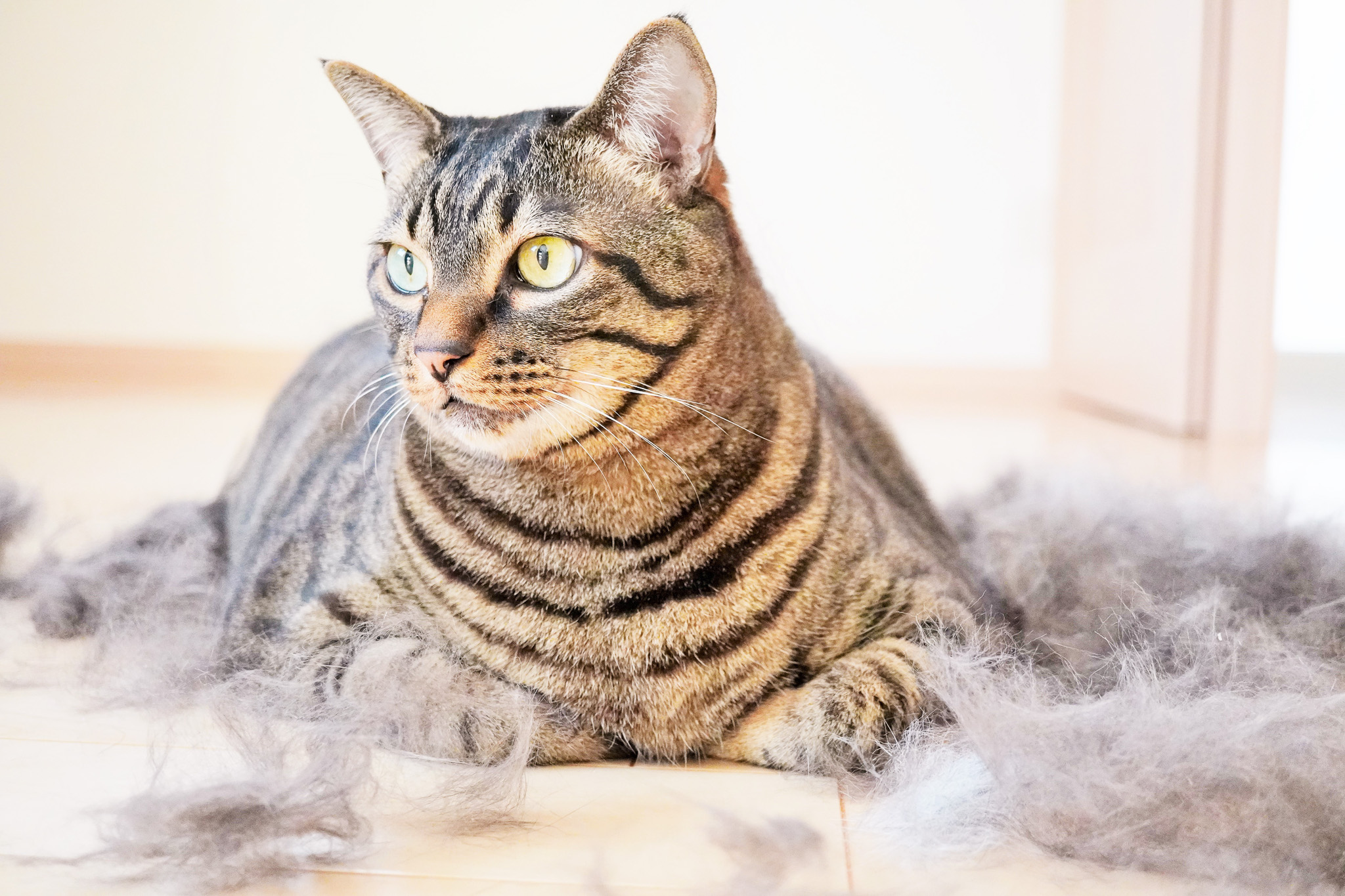 🍂秋の換毛期におすすめ！抜け毛対策と洗濯の工夫