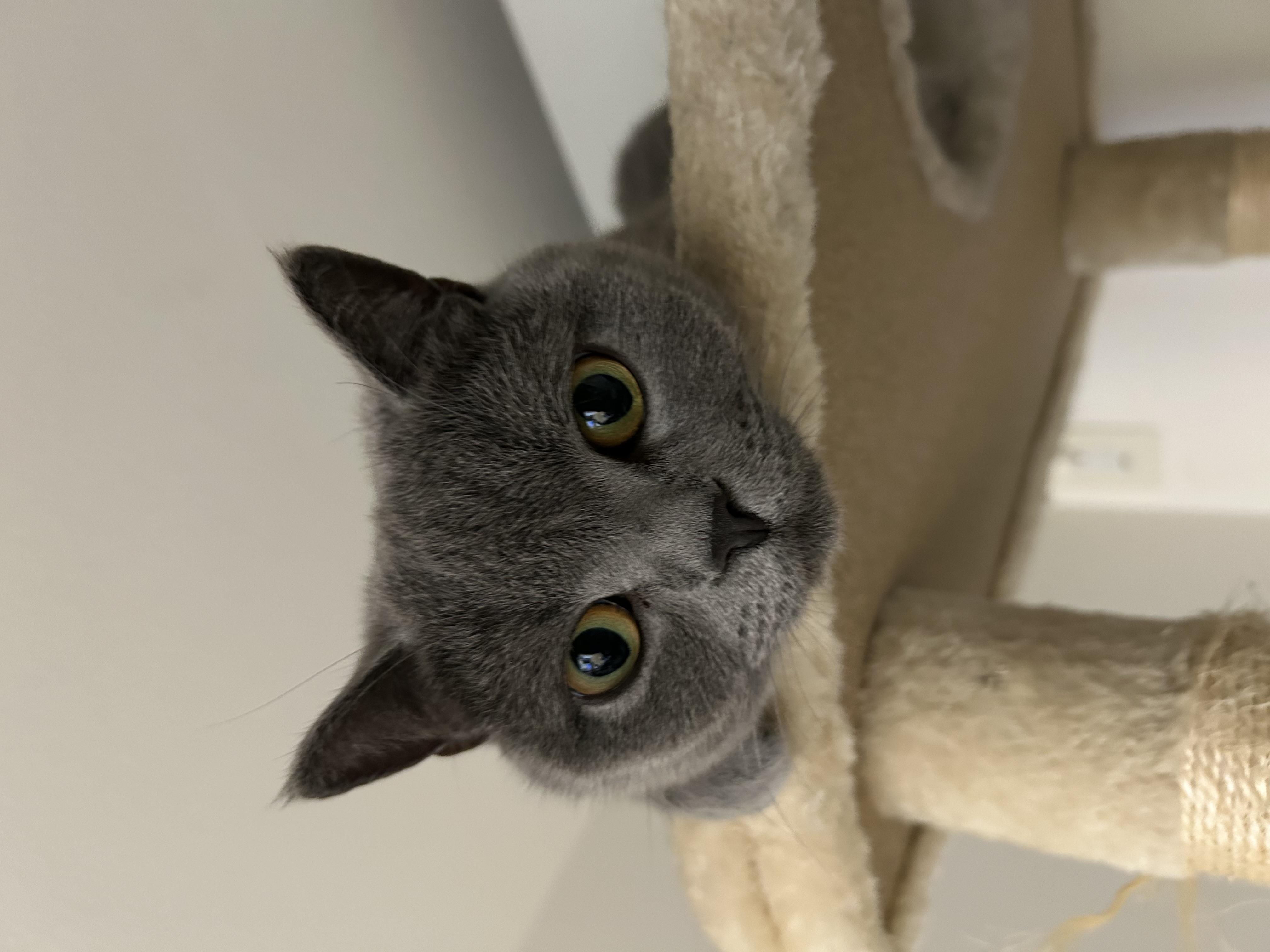 about 猫三（ねこさん）