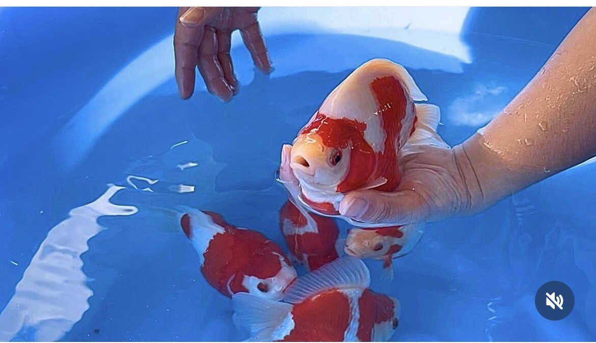 明けましておめでとうございます。