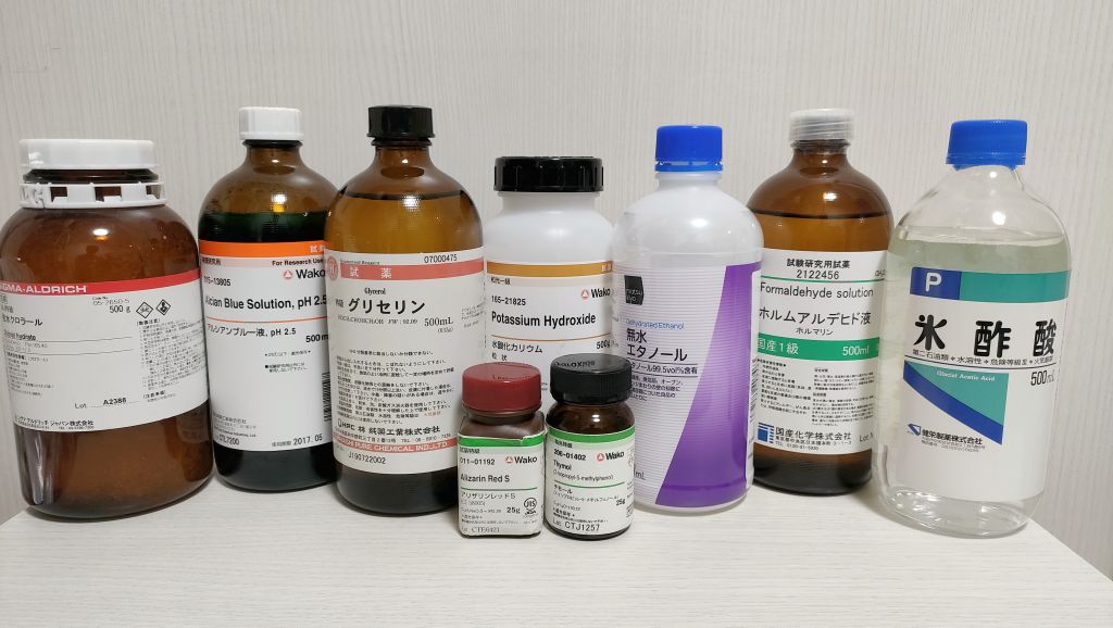 透明標本の作り方