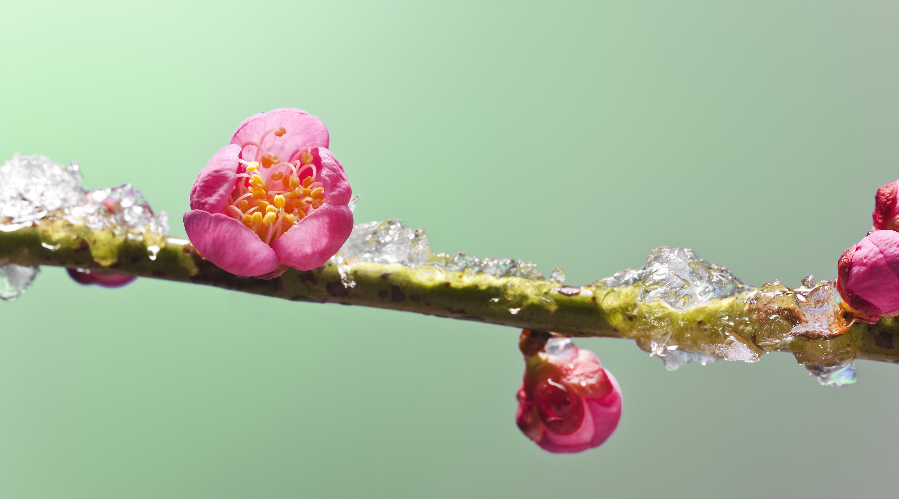 本年もよろしくお願いいたいます