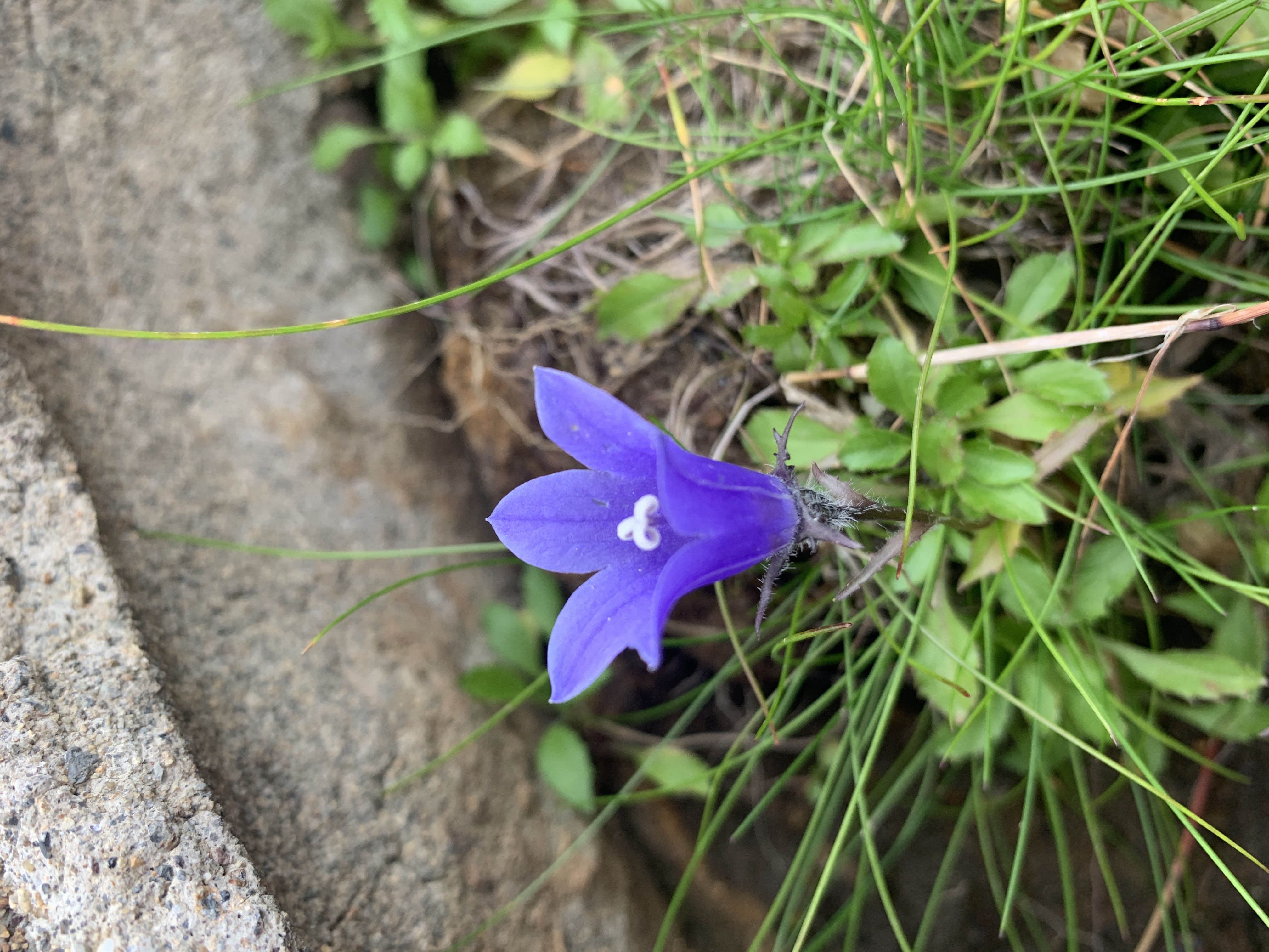 意外と行きたいところには行けないものだ。