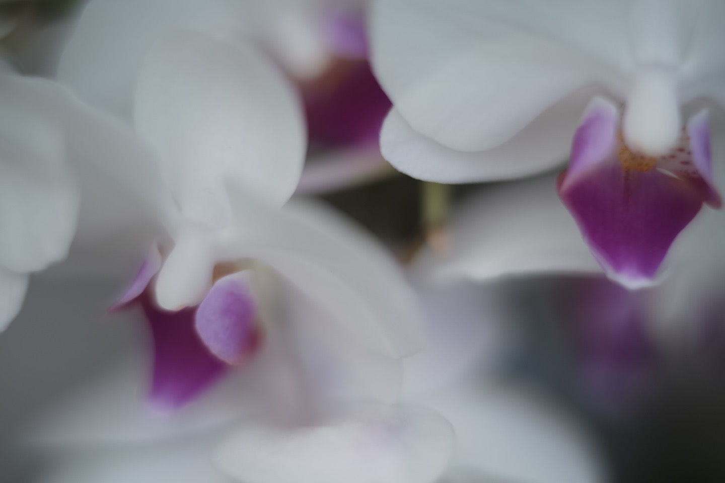 ＃19 睡眠の質を上げ、必要なホルモン分泌を促す春のセルフメンテナンス ＃PAST BLOG