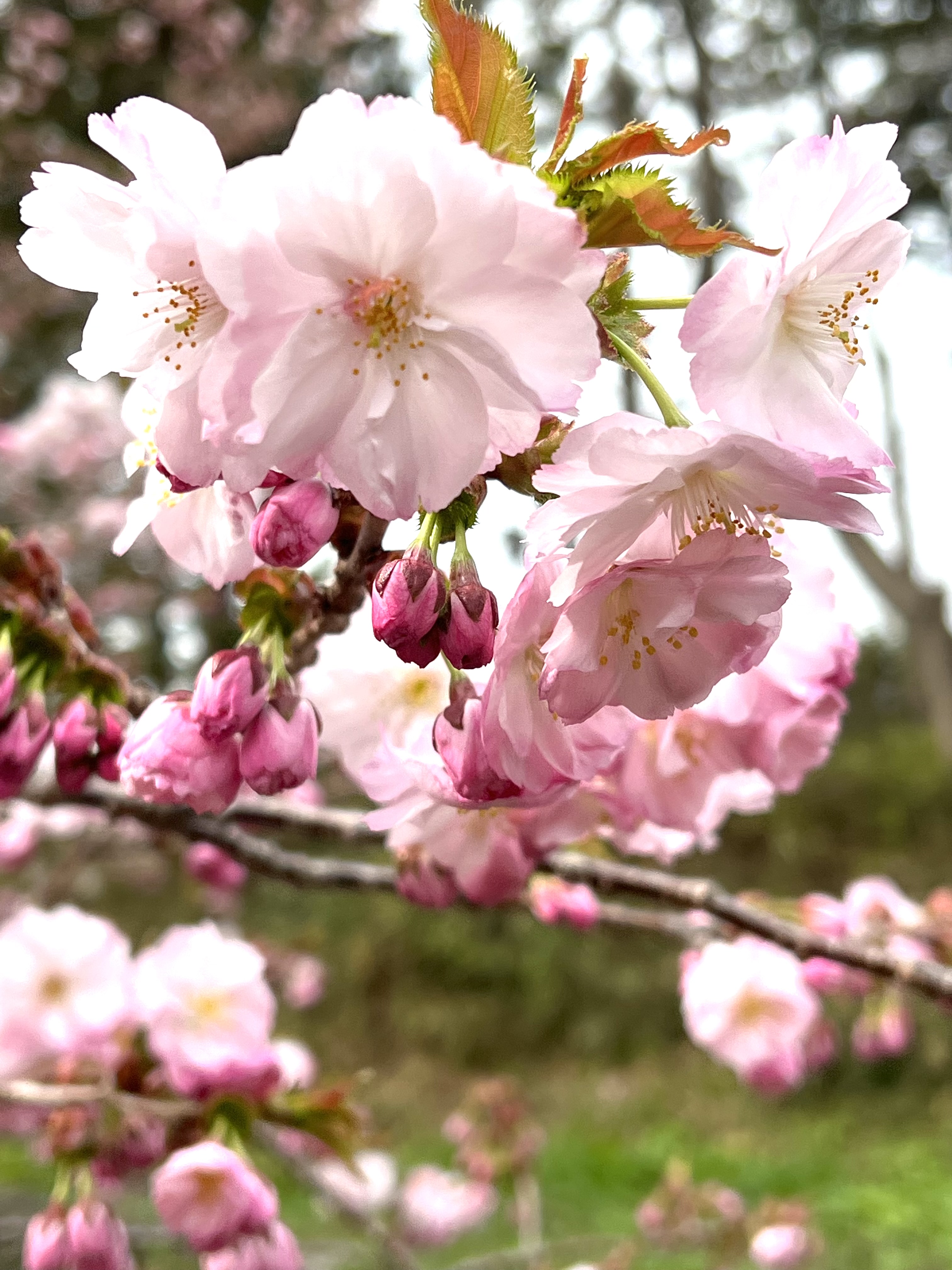【春の門出にふさわしいアイテム】卒業・入学・入社におすすめの革小物