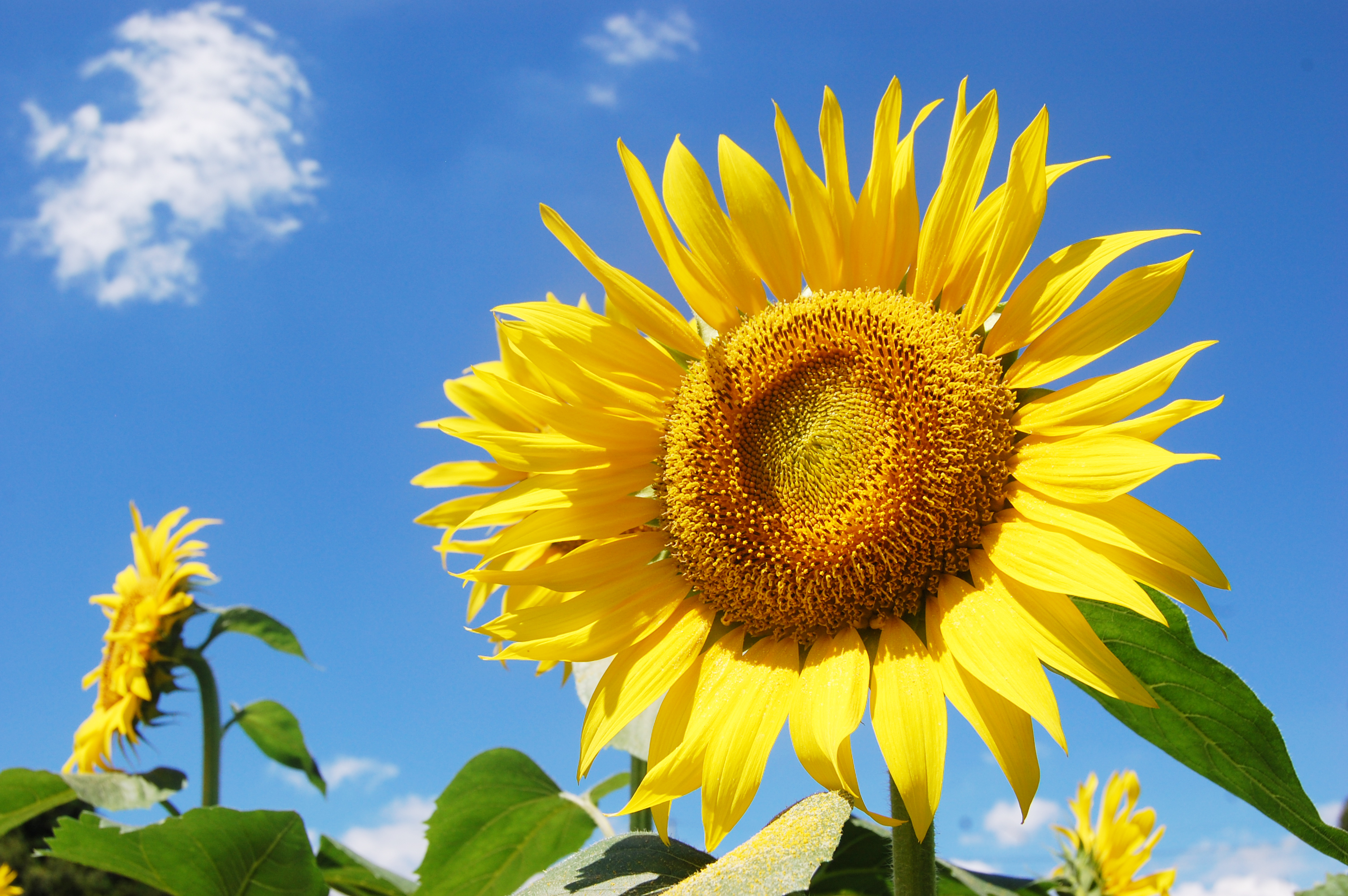 ひまわりのように前を向いて 〜Girasoleに込めた想い〜