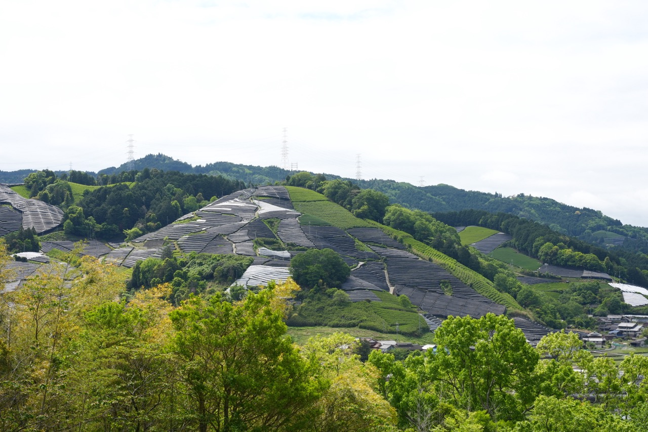 美しい和束の茶畑。実は“滑り台レベル”の急斜面!?