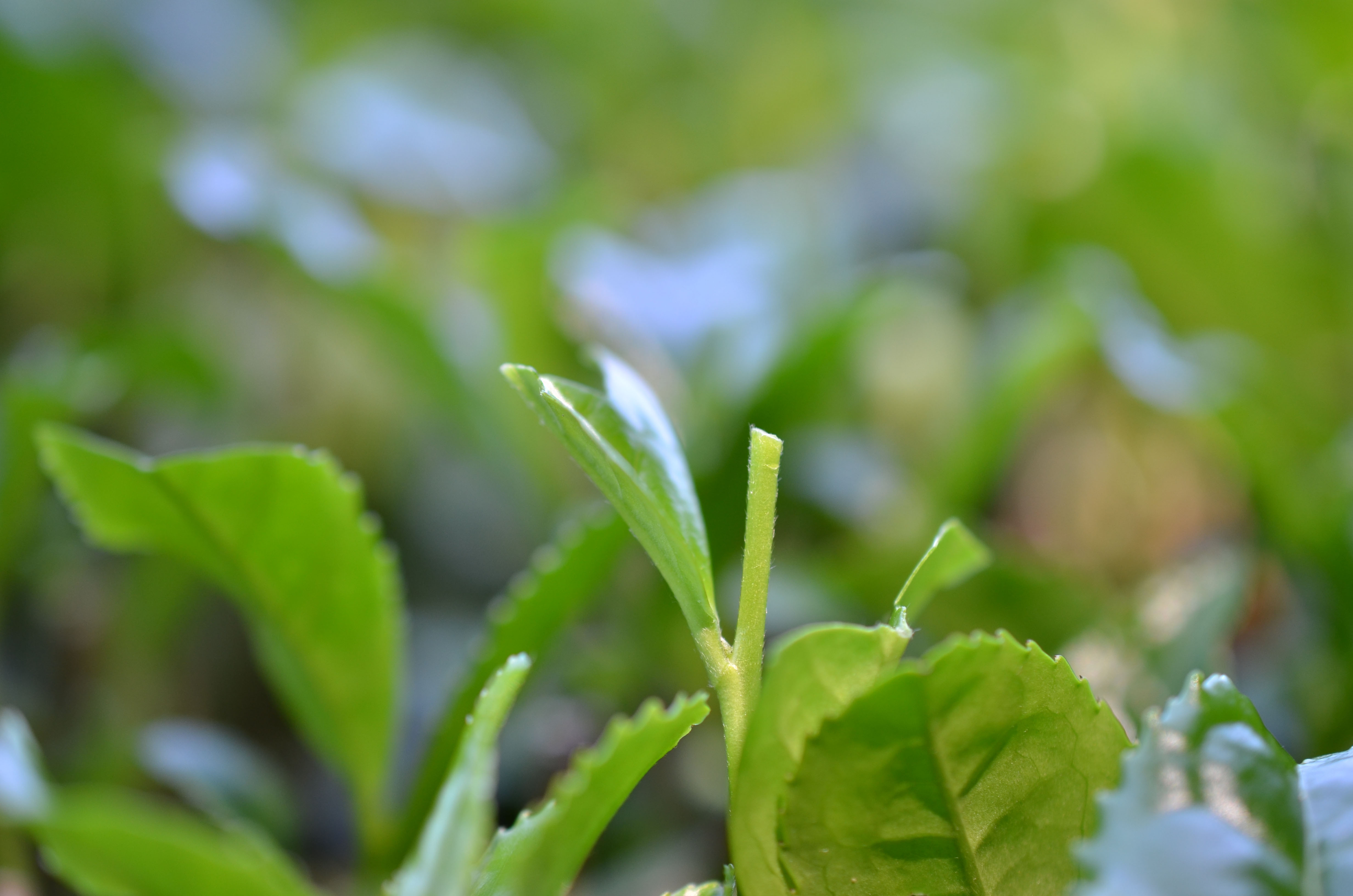 よく聞く 番茶（ばんちゃ） って何？/番茶とは