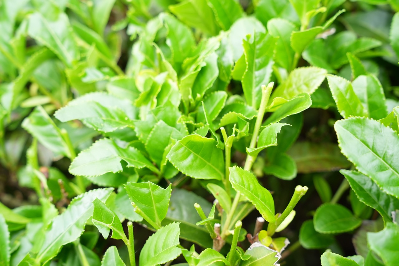【コラム】京都 和束町のほうじ茶はなぜ美味しいのか?