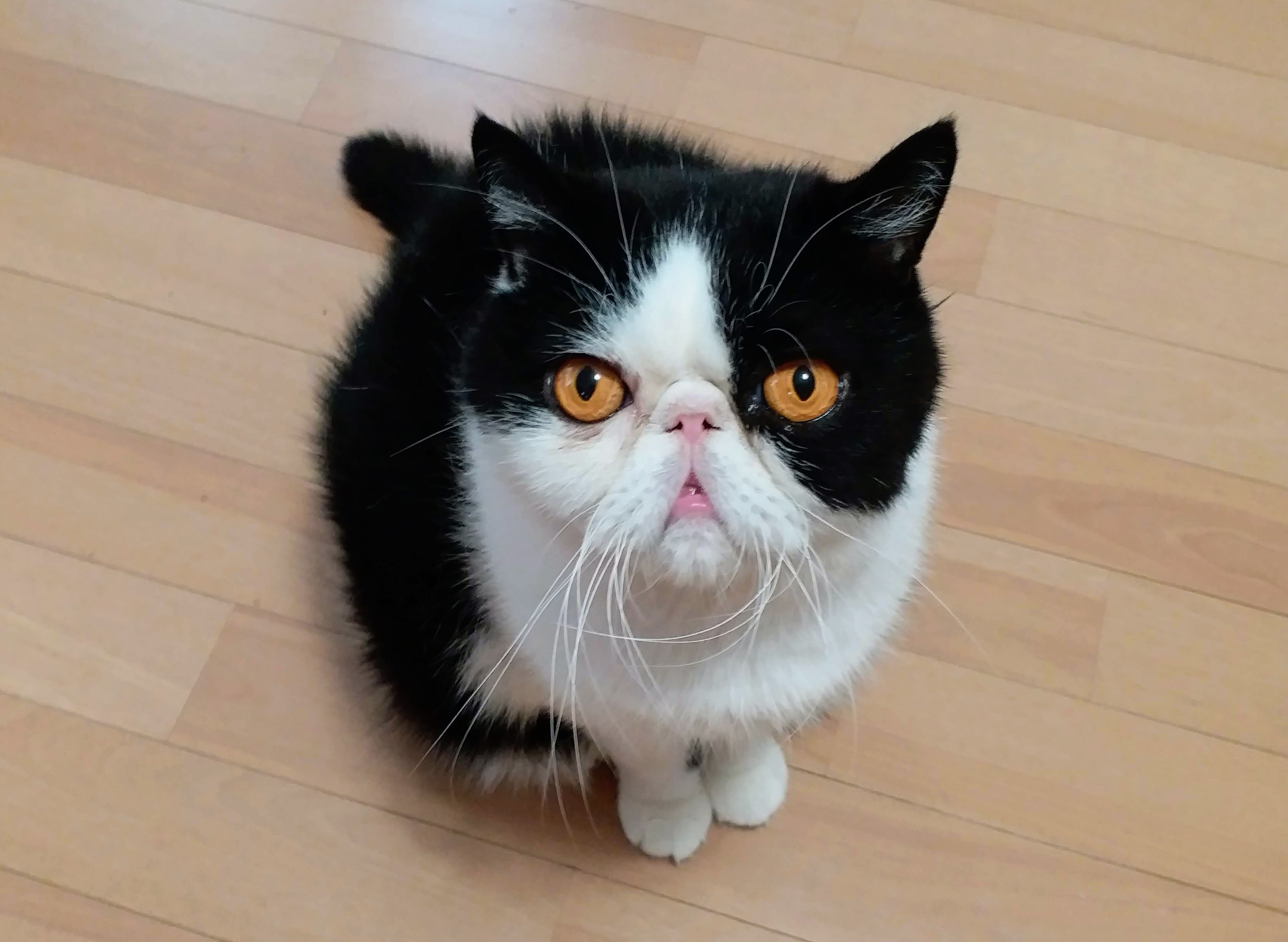 家族の紹介です。