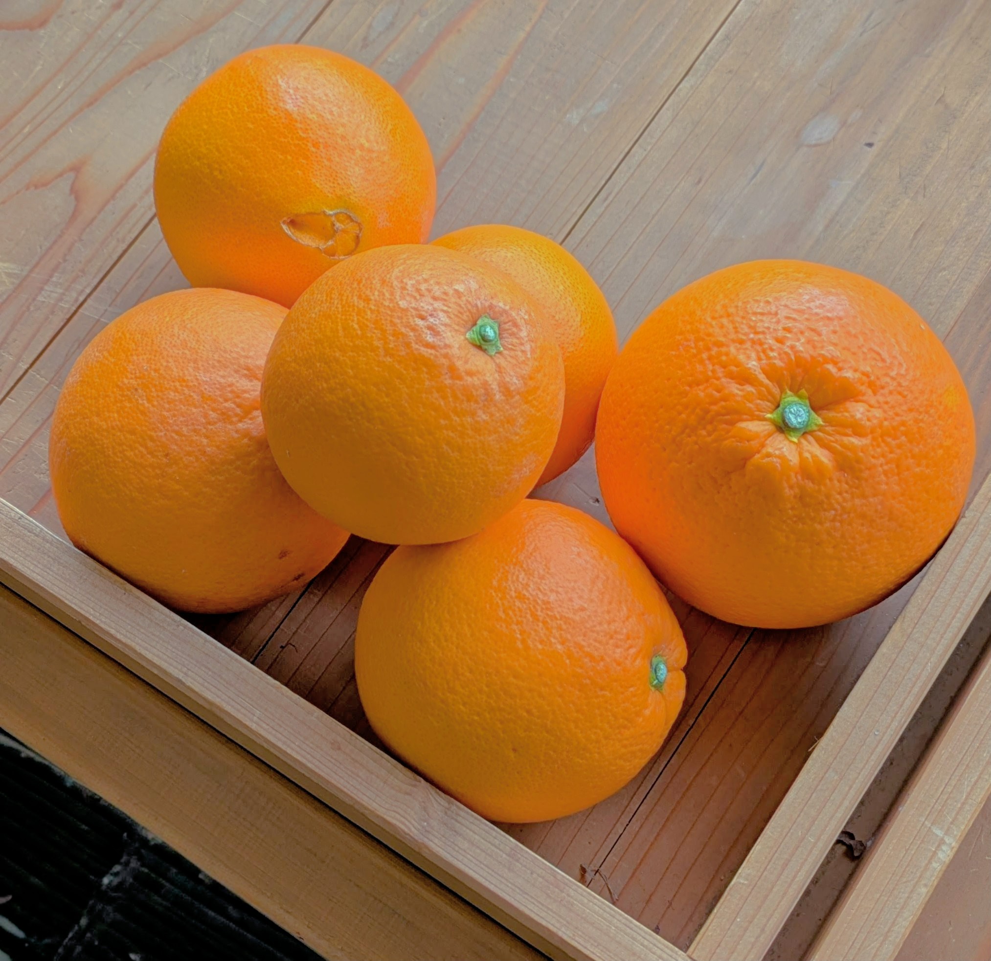 ネーブルオレンジ販売スタートいたします。