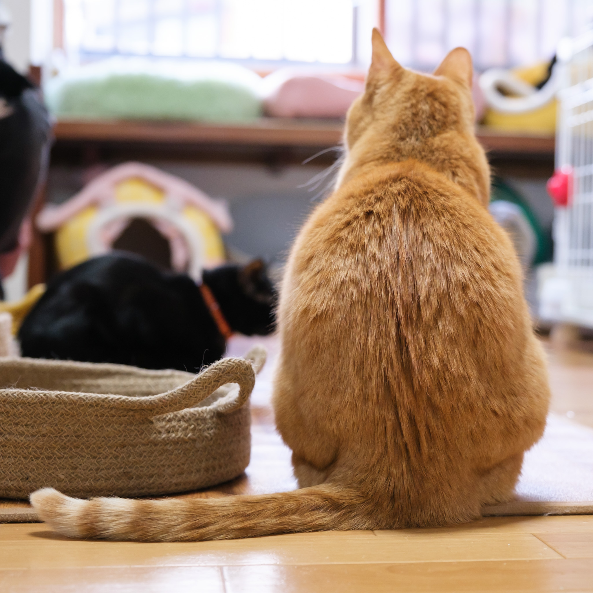 暑い夏にぴったりなペット用ベッドのご紹介