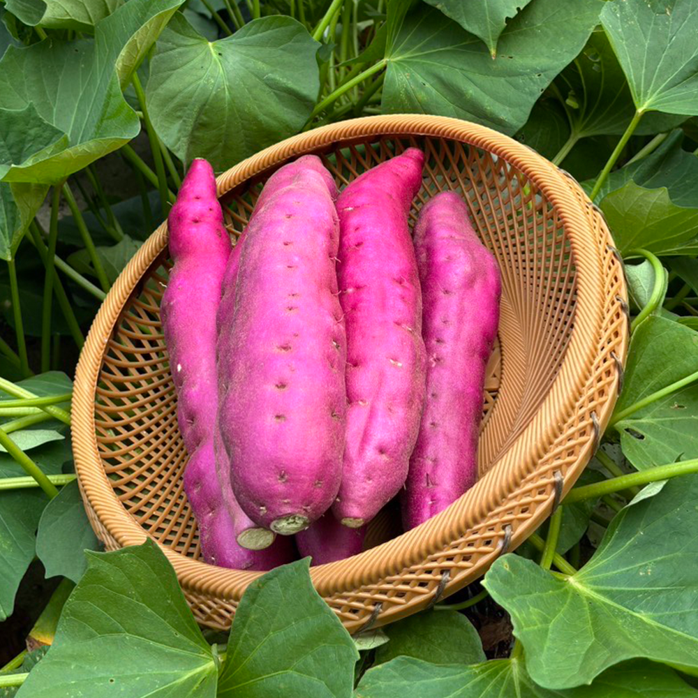 里浦の鳴門金時1kg【株式会社さけやさん直送】販売開始！