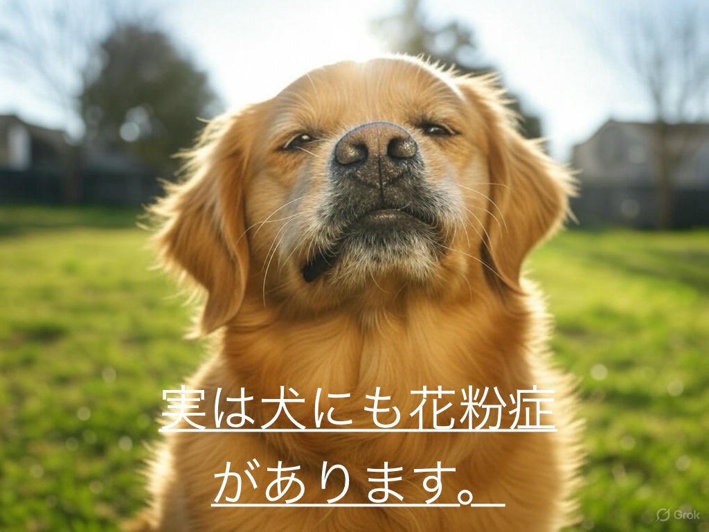 実は犬にも花粉症があります。これからの時期の対策は？