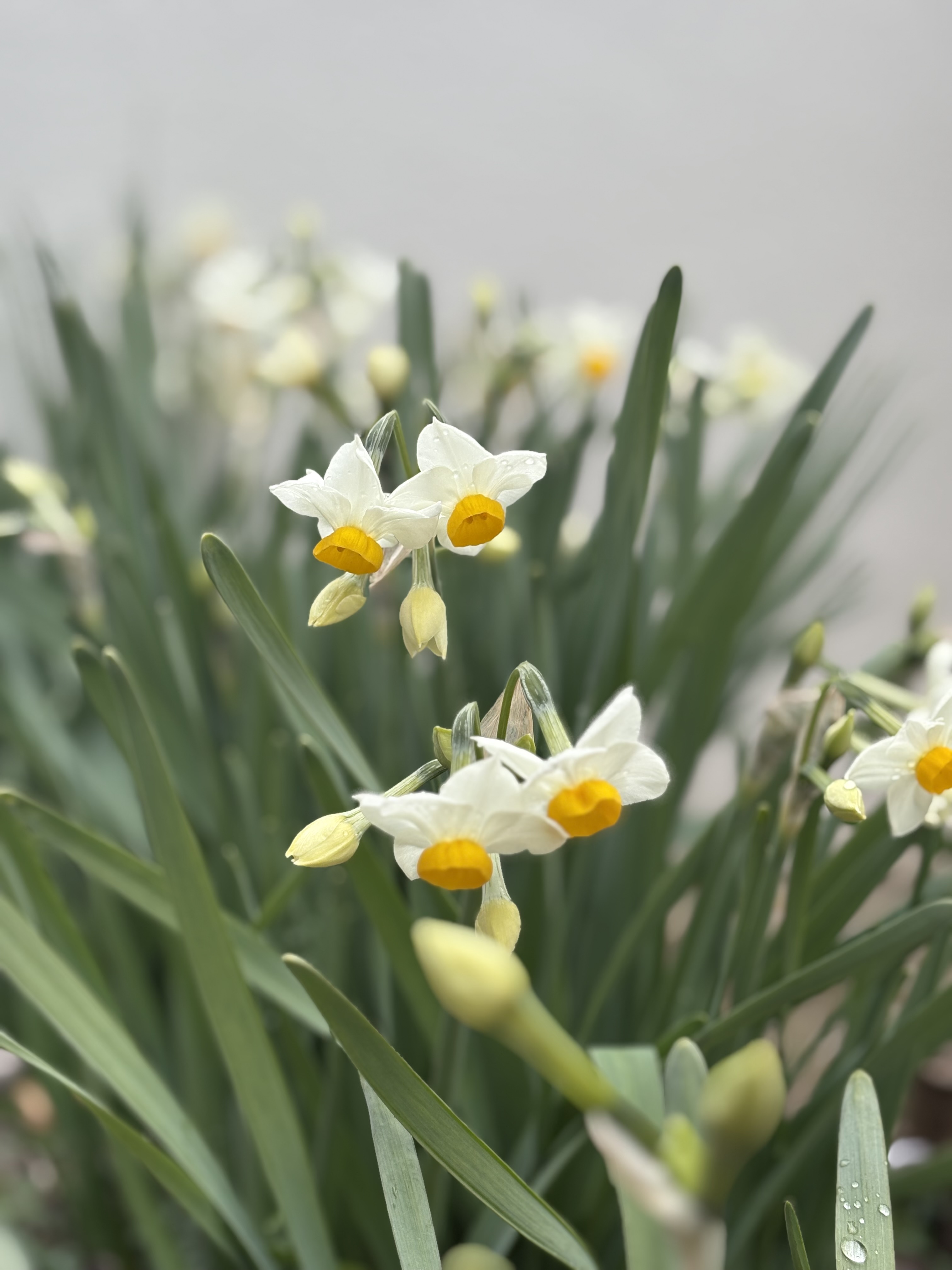 1月の終わり。庭と心を整える。