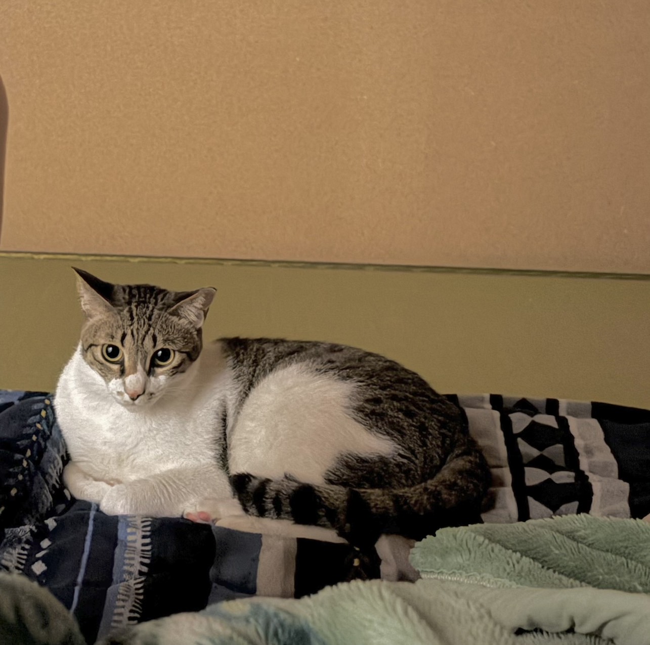 家族の時間🐶🐱