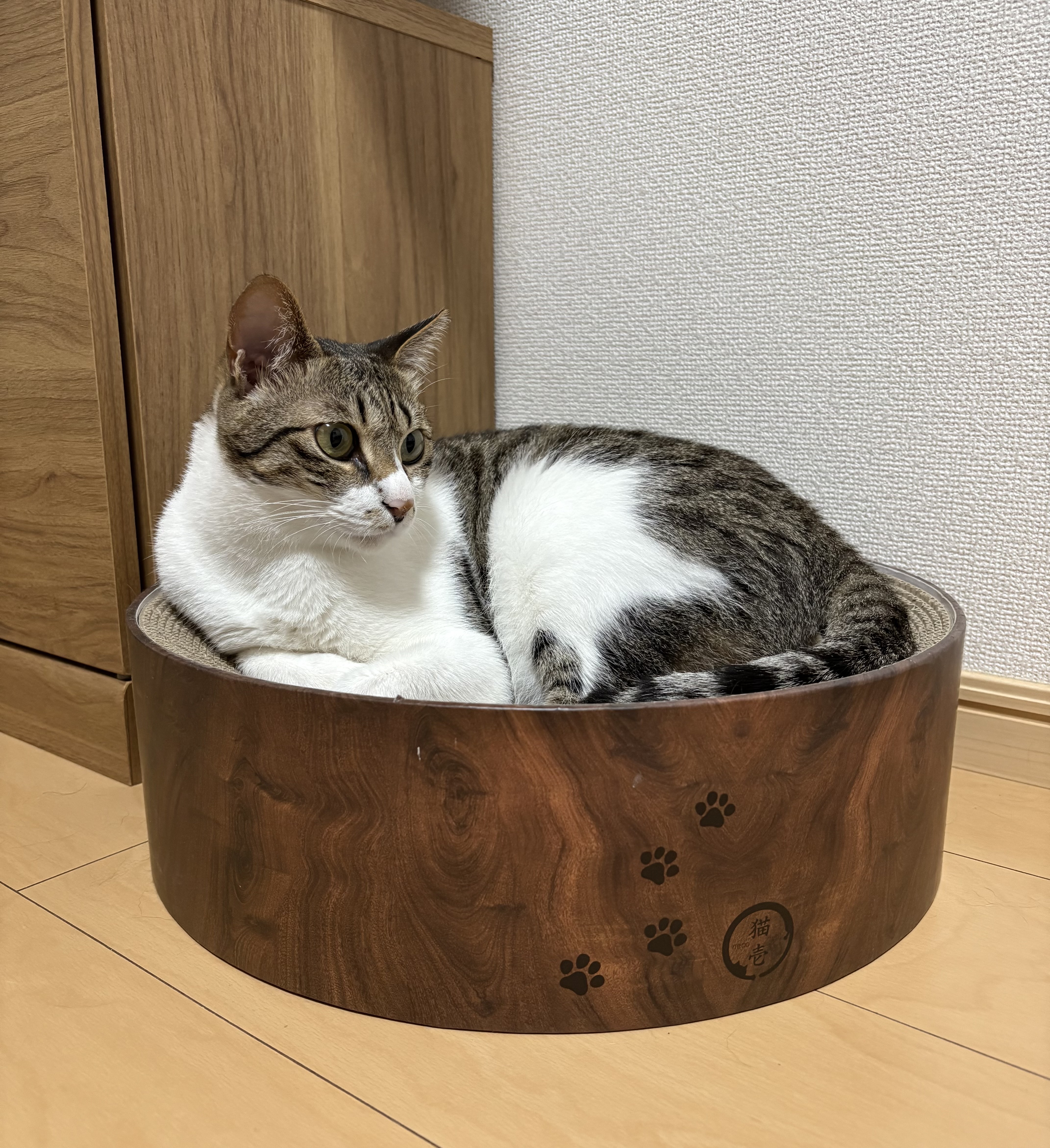 犬と猫、個性があるからかわいい