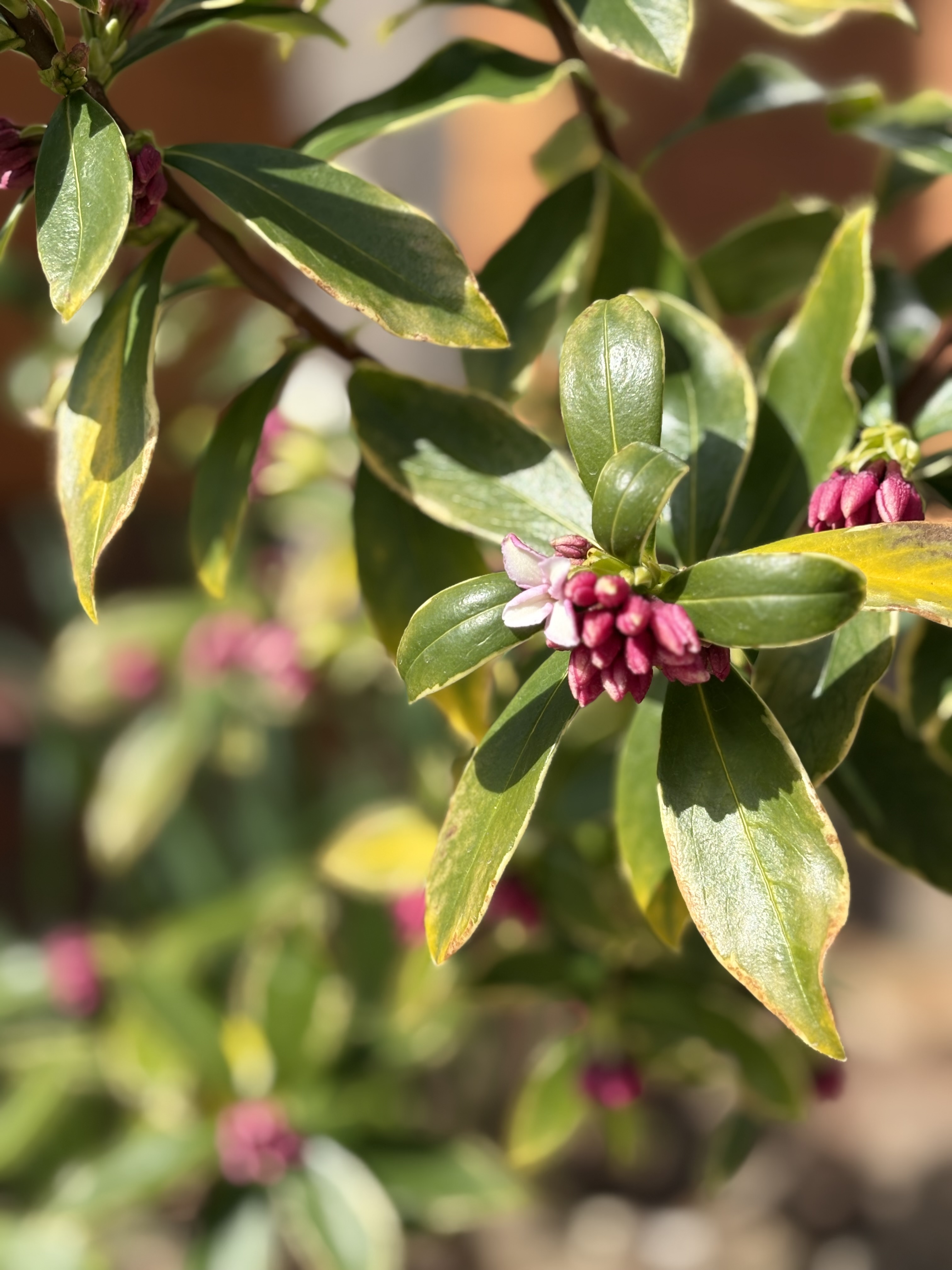 お庭に春がやってきました！