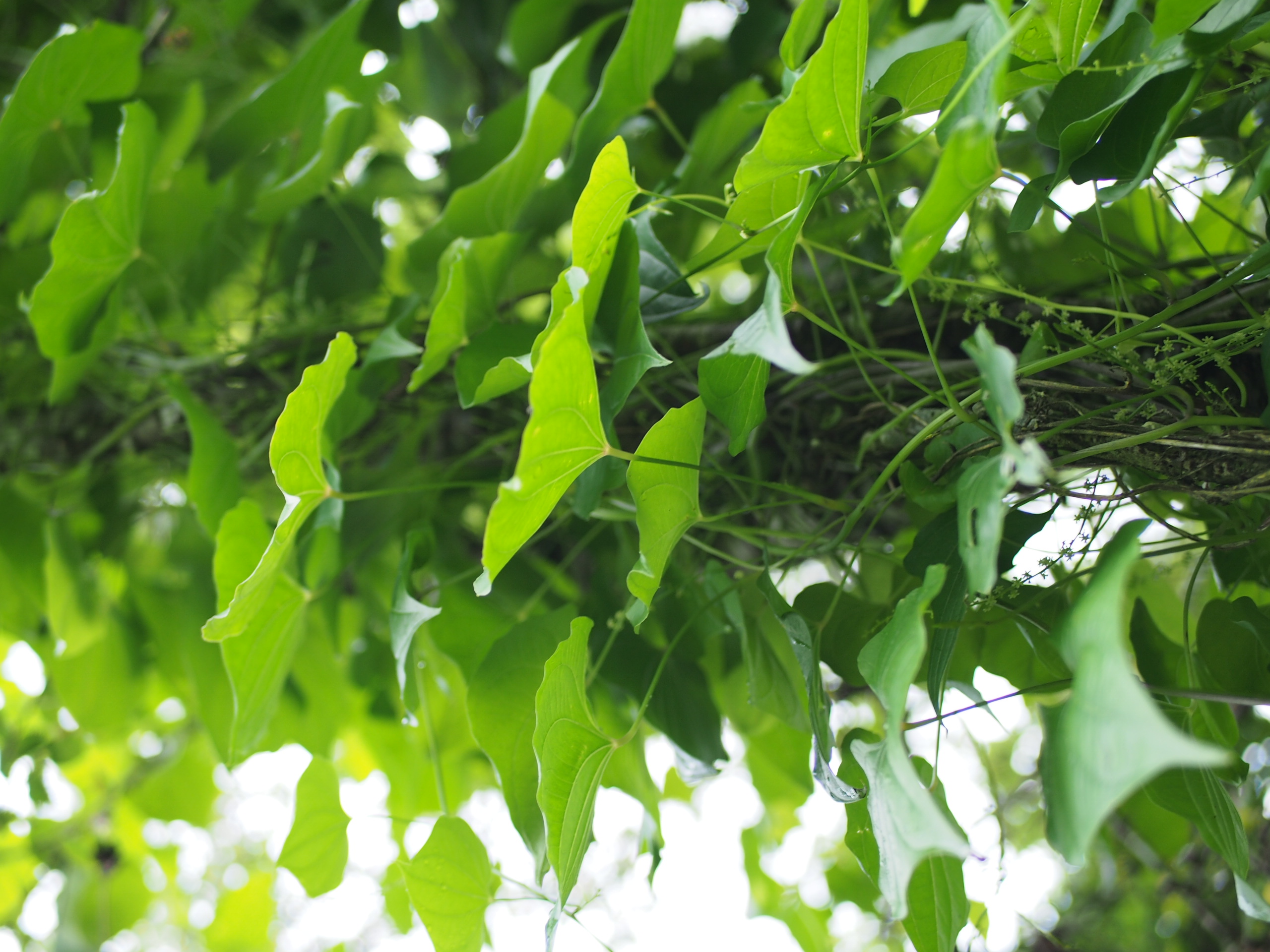 Sustainable Coffee Beans for the planet