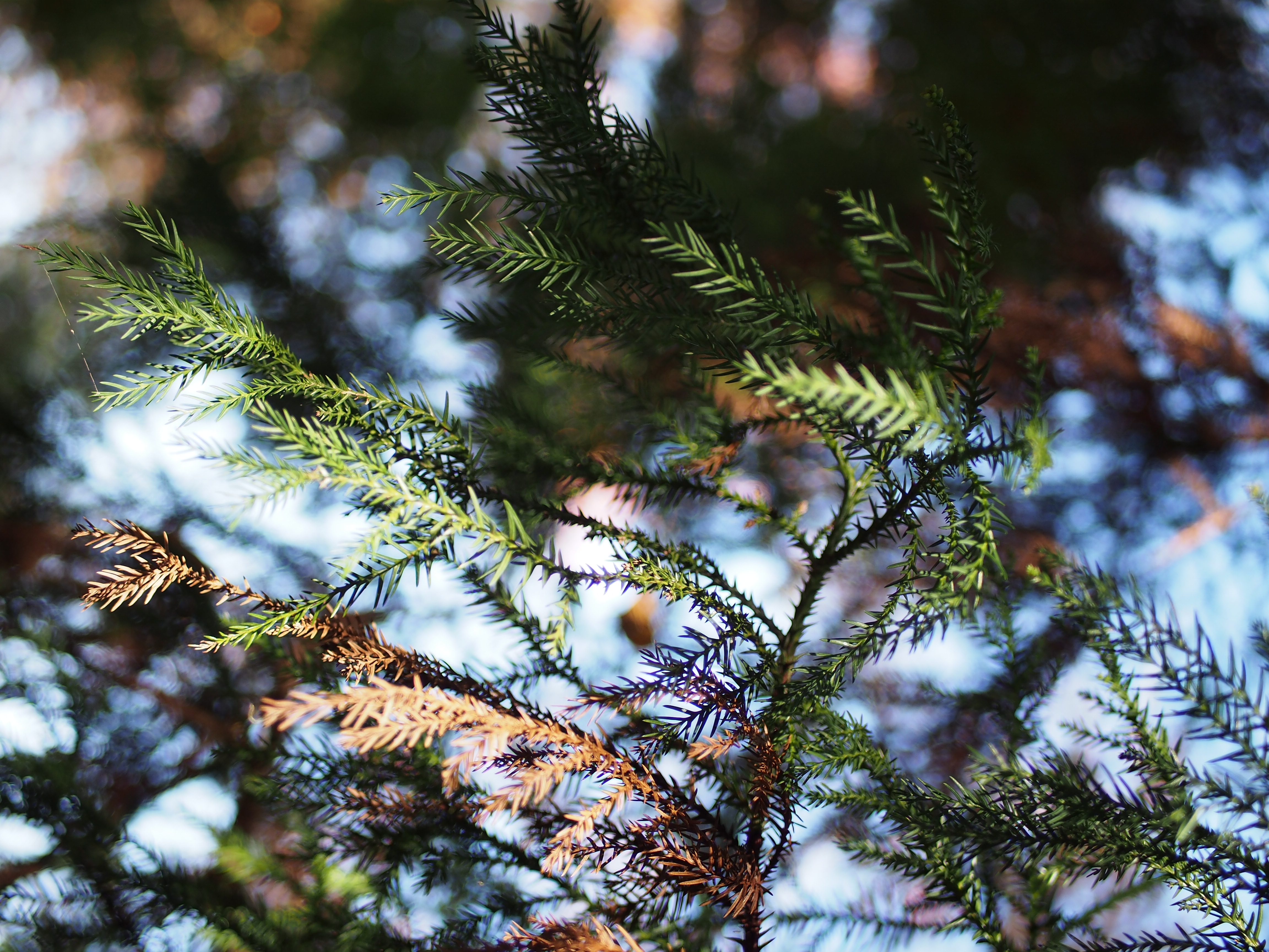 discover something new - リリースのお知らせ