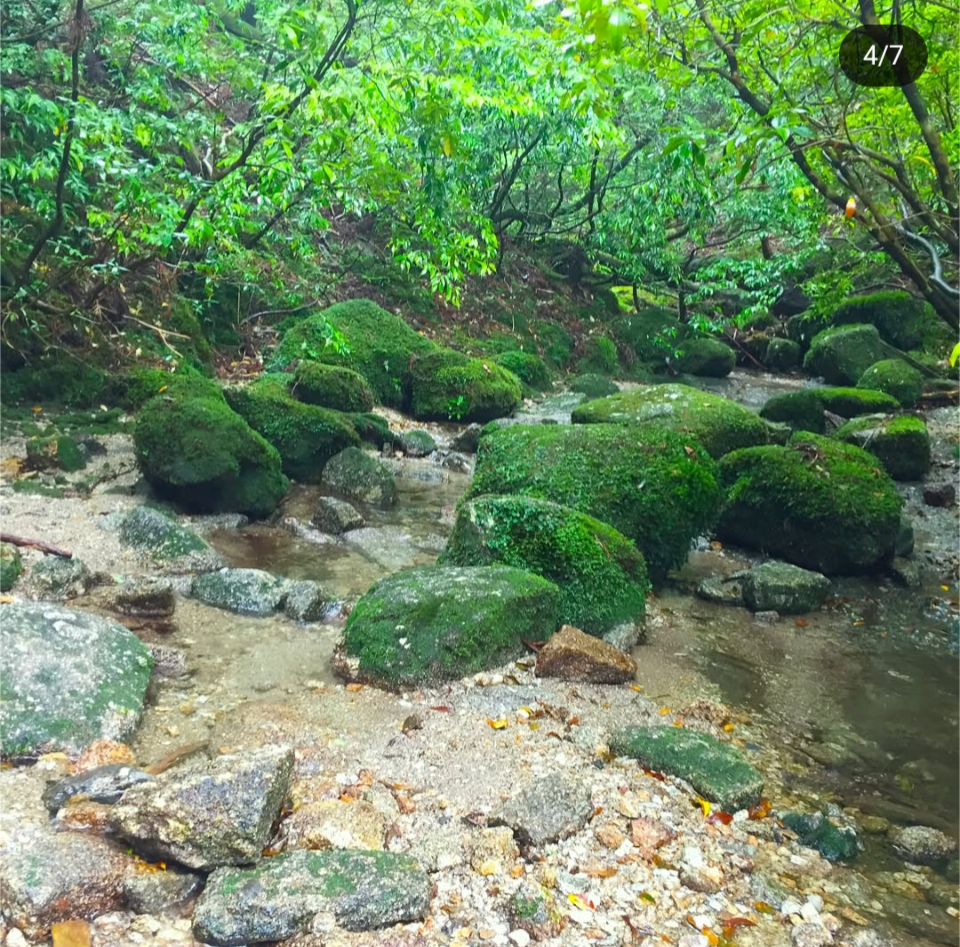 屋久島CO2フリーの島づくり構想って？