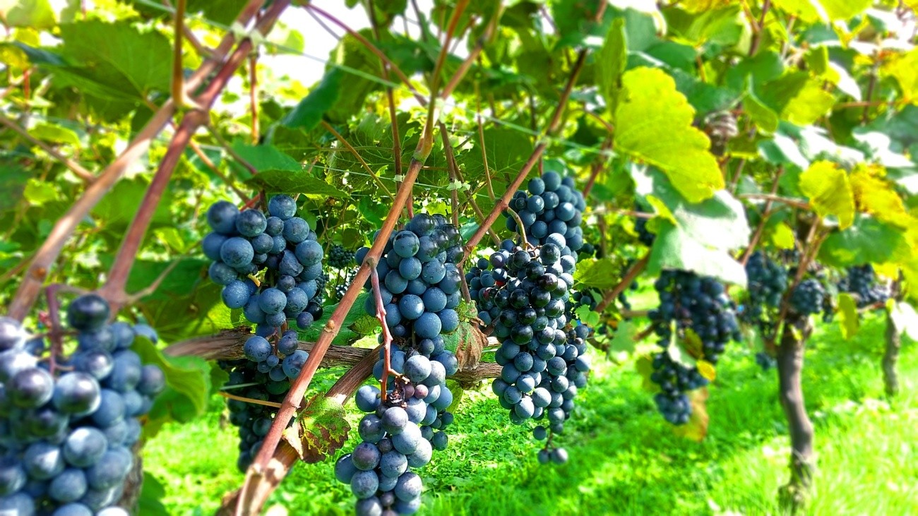 ナチュラルワインの基礎を徹底解説！ 定義から楽しみ方まで初心者でもわかるよう説明してみた