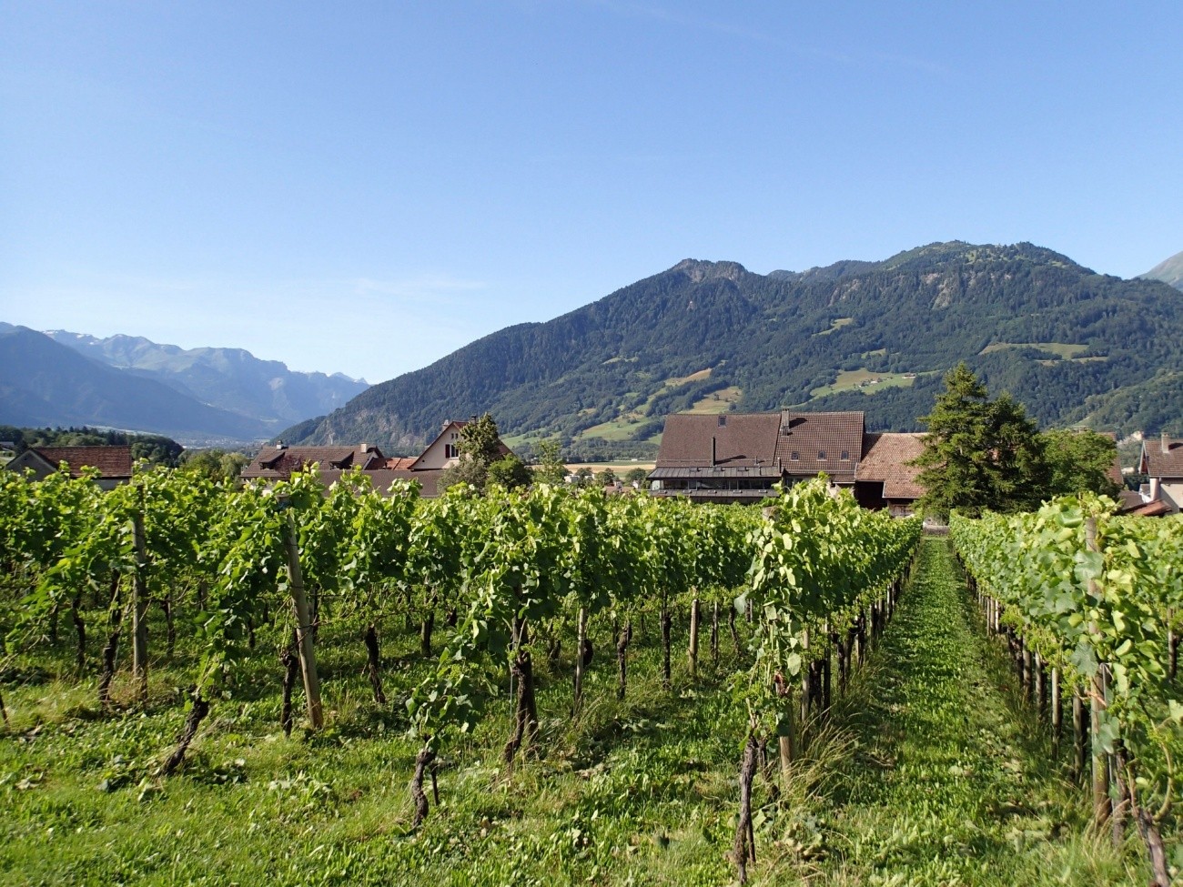 ビオディナミ農法とは？ビオロジック農法との違いや、海外の動向も併せて解説