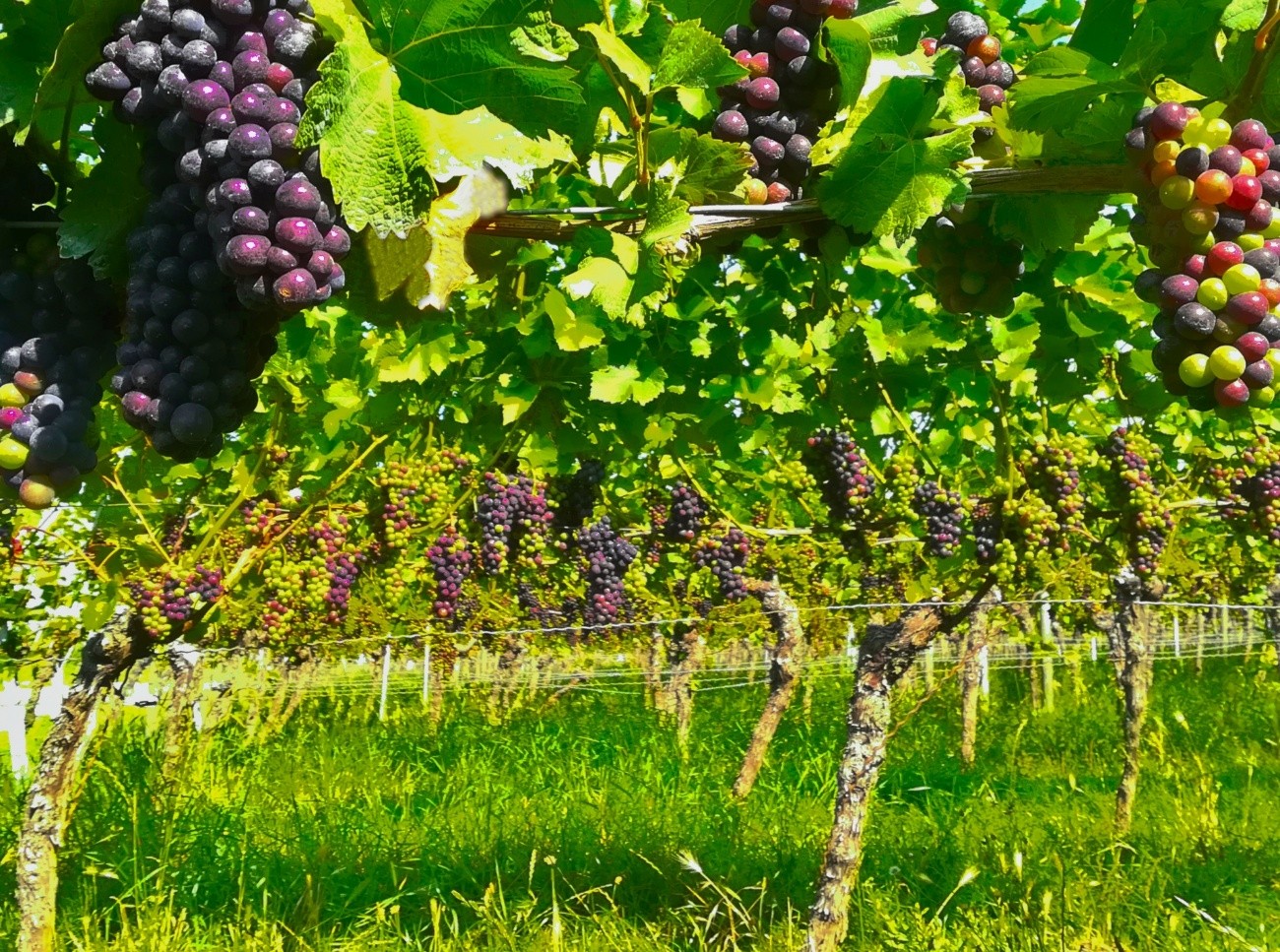 よく聞くビオディナミ農法って何？ 注目の理由から、ワインに与える味の影響まで