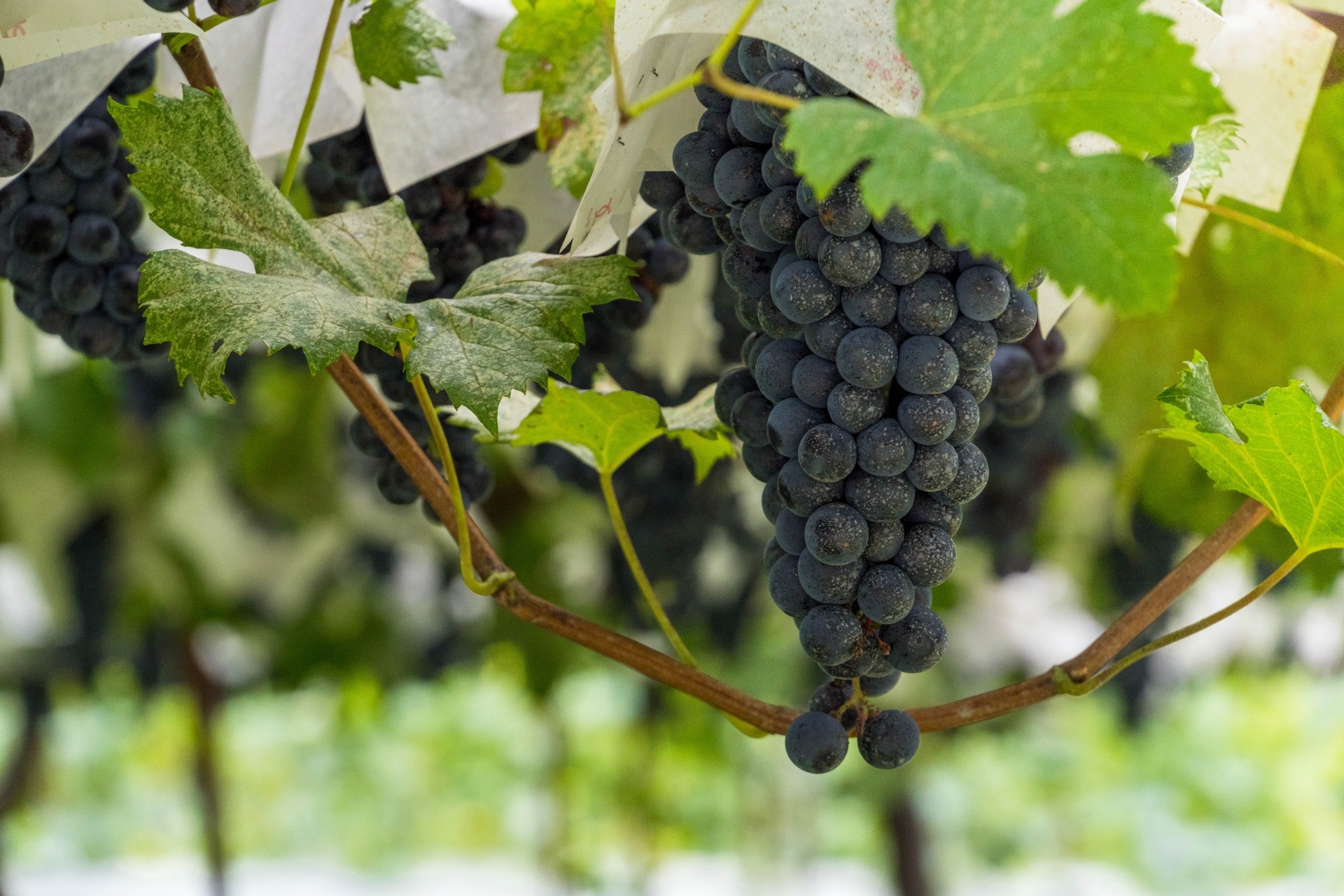 ドメーヌ・セバスチャン・マニャンとは｜ムルソーで注目されるブルゴーニュ生産者