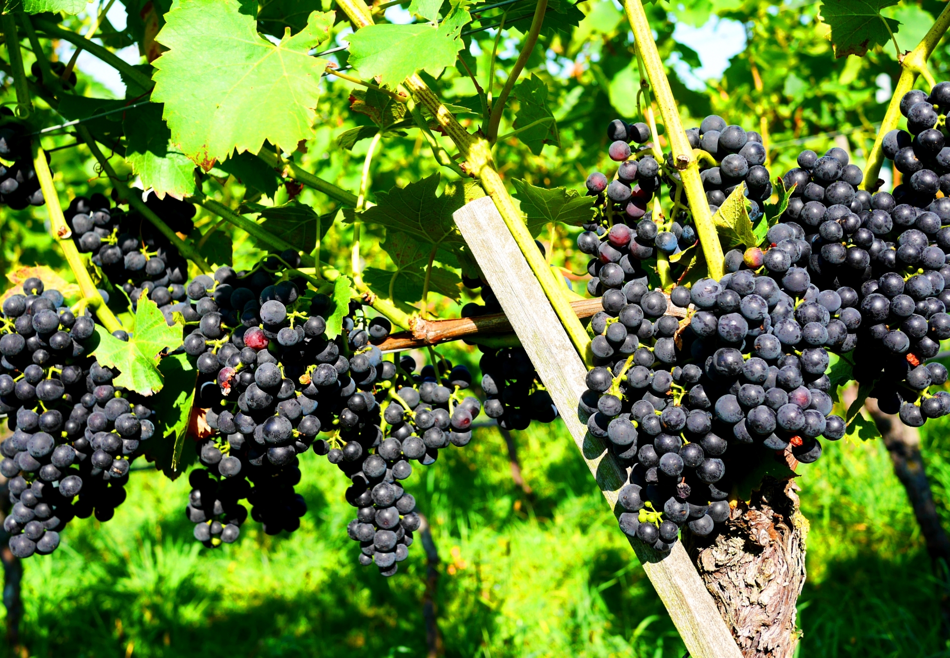 ルーションの生産者「ドメーヌ・デュ・マス・ベシャ」とは｜特徴や栽培方法を解説