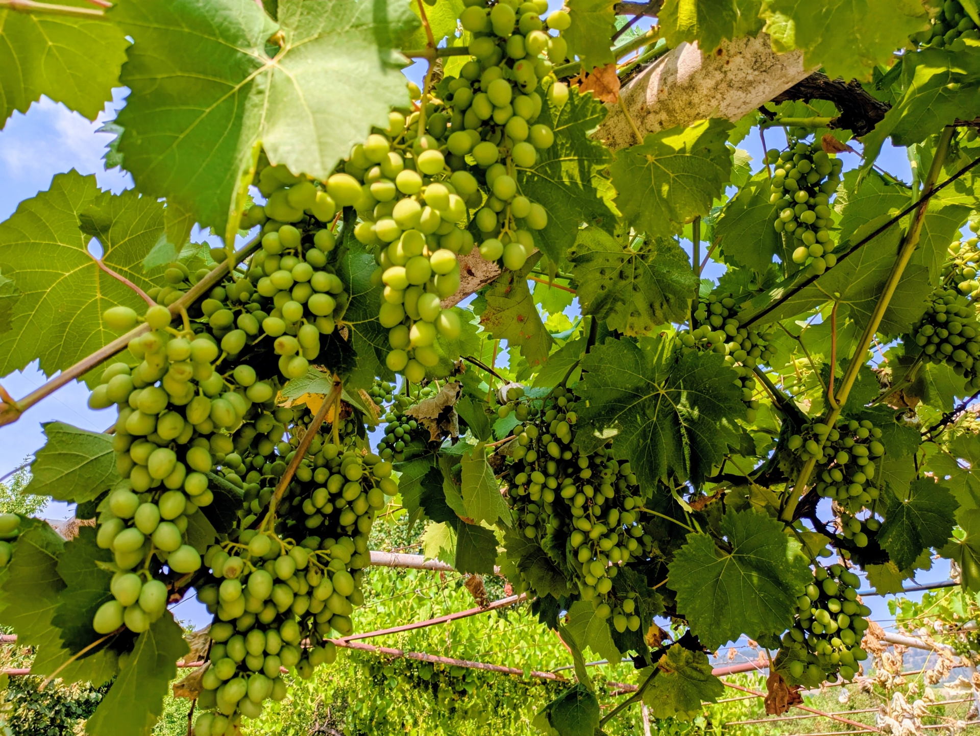 Stori（ストリ）とは｜クヴェヴリ製法で造るジョージアワインの特徴と魅力を解説