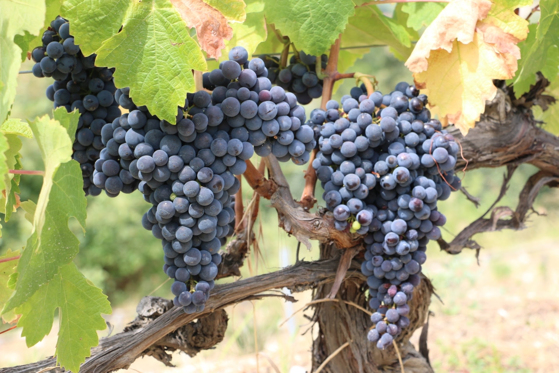 ドメーヌ・マルティニとは｜コルシカ島アジャクシオの自然派ワイン生産者