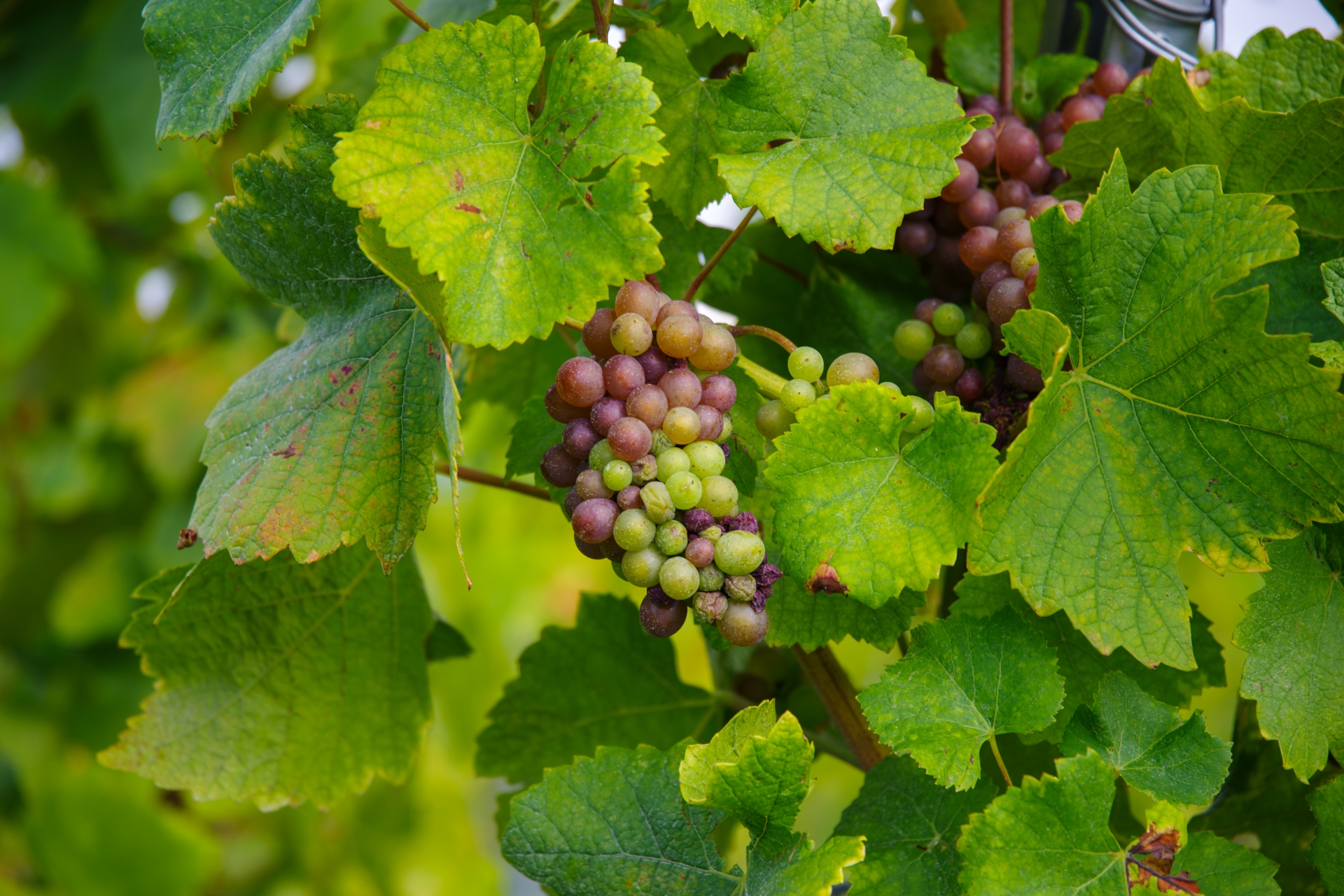 アルザス南部の老舗生産者ドメーヌ・シュルンバジェとは｜急斜面が生むグランクリュワイン