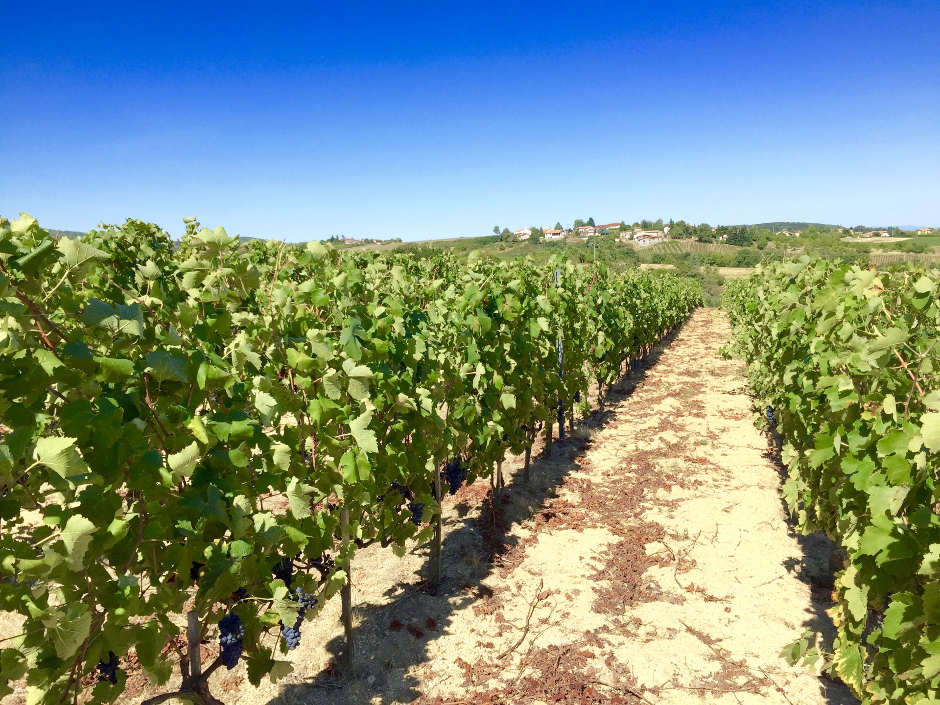 ビオディナミ農法とは？自然と調和したブドウづくりの基本を解説