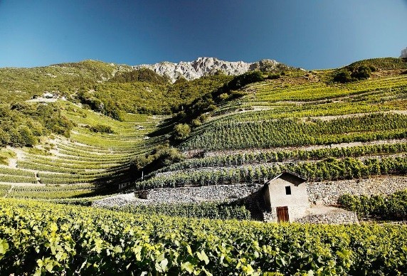 スイスワインを知るなら外せない存在│ドメーヌ・シャパーズが映し出すヴァレーの風土