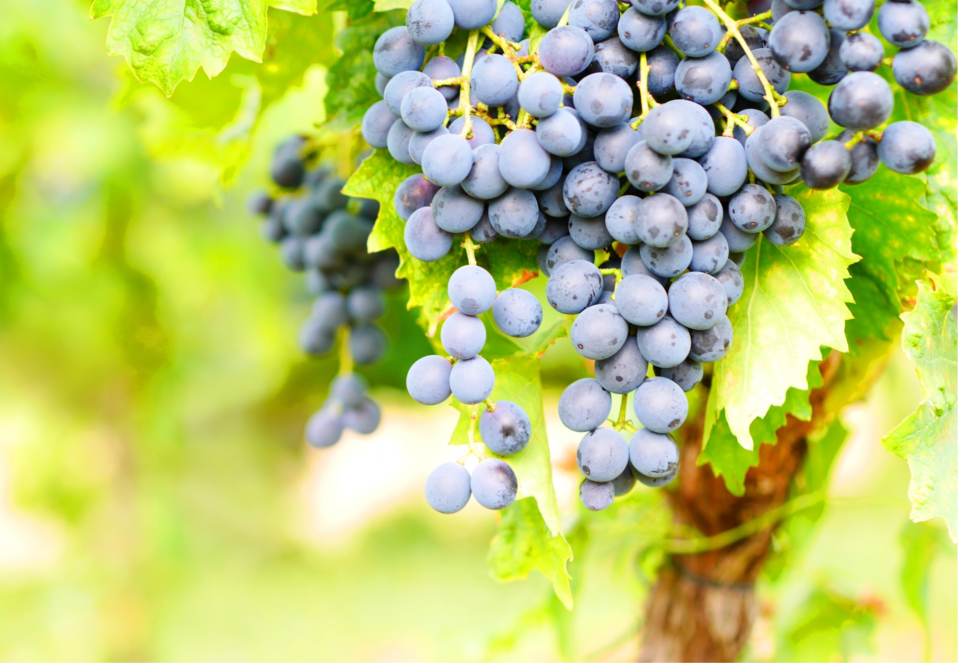 ブルゴーニュの新鋭生産者 ドメーヌ・トマ・コラルドとは｜ピュリニー・モンラッシェの個性を映す造り