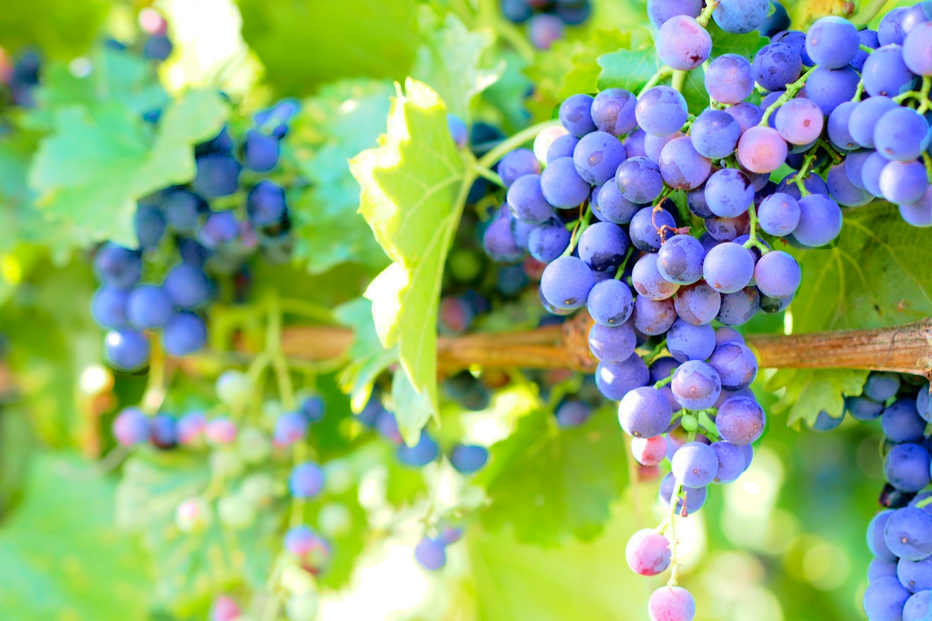 シャンドン・ド・ブリアイユとは｜ブルゴーニュの伝統と自然を受け継ぐ名門ドメーヌ