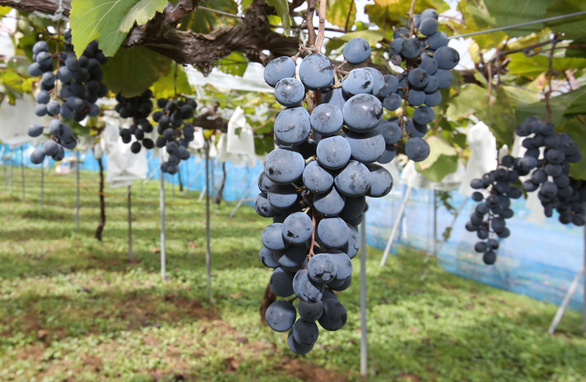 コルシカ南部の自然を映すワイン生産者│ドメーヌ・ペロ・ロンゴ（Domaine Pero Longo）