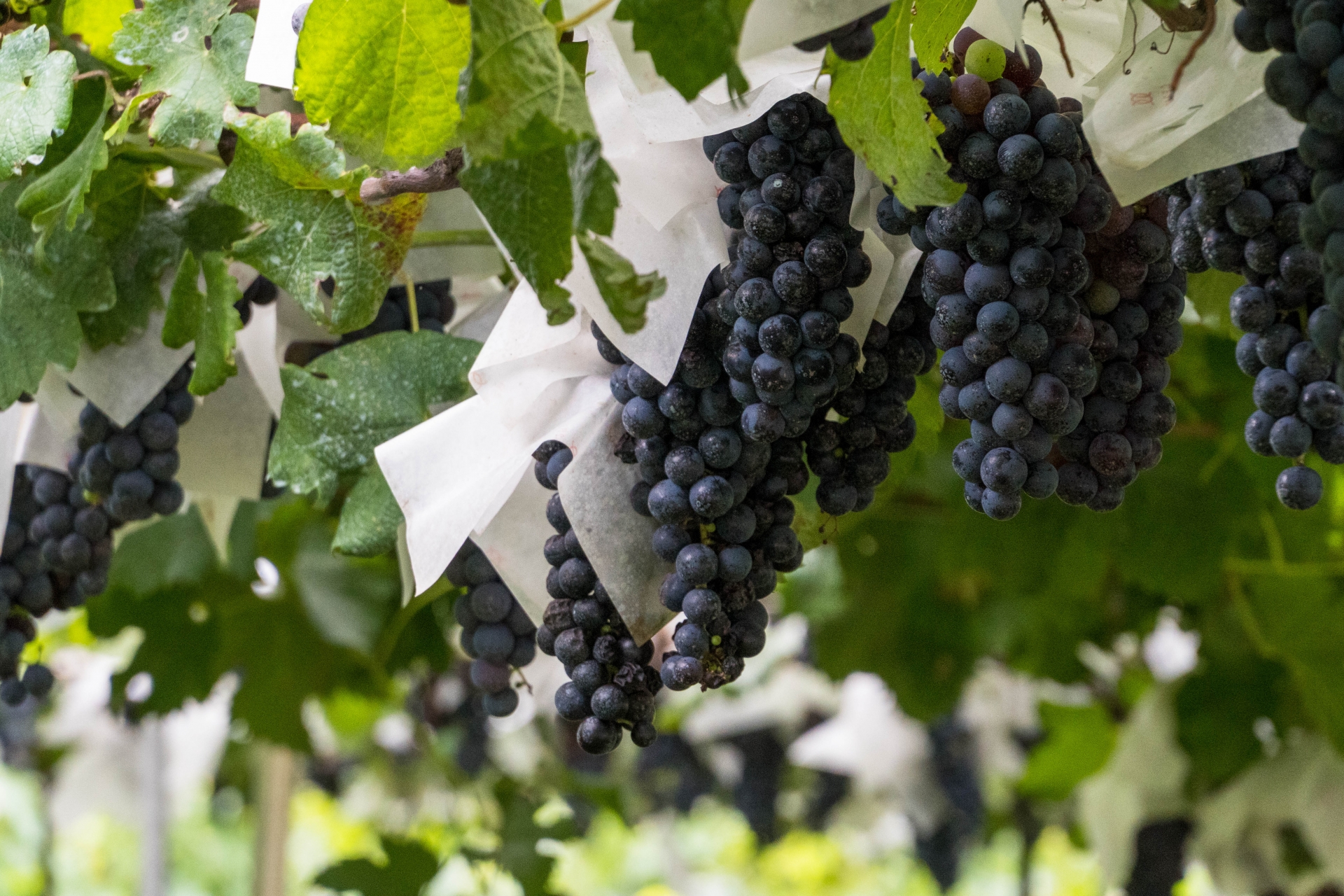 ビオディナミ農法とは何か？ナチュラルワインとの深い関係を解説