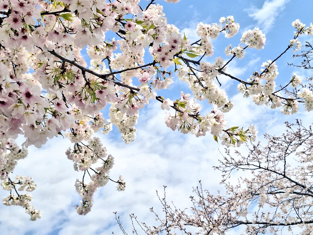 桜舞い散る季節 BASE支店爆誕🌸