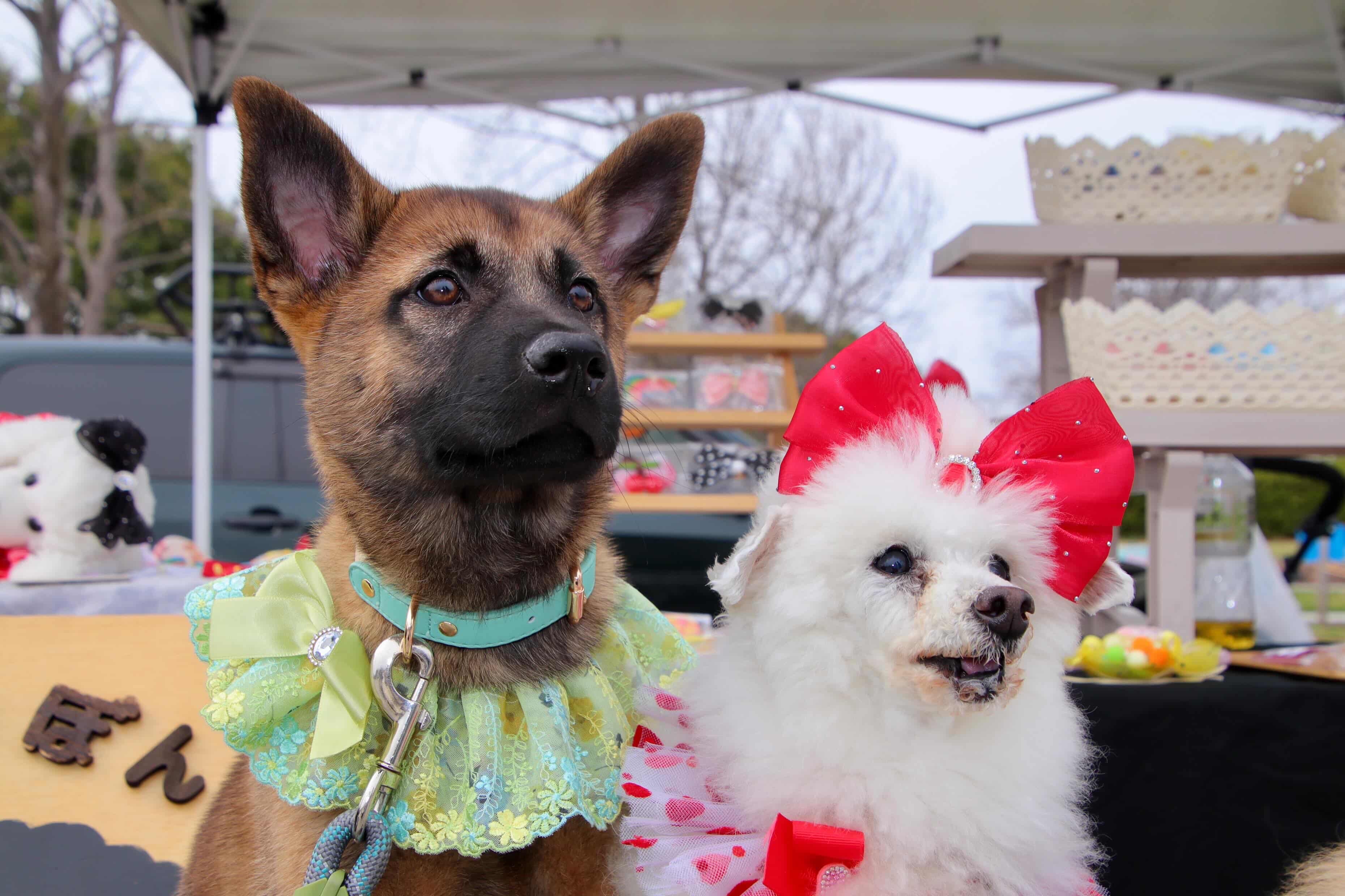 菅助くんマルシェデビュー