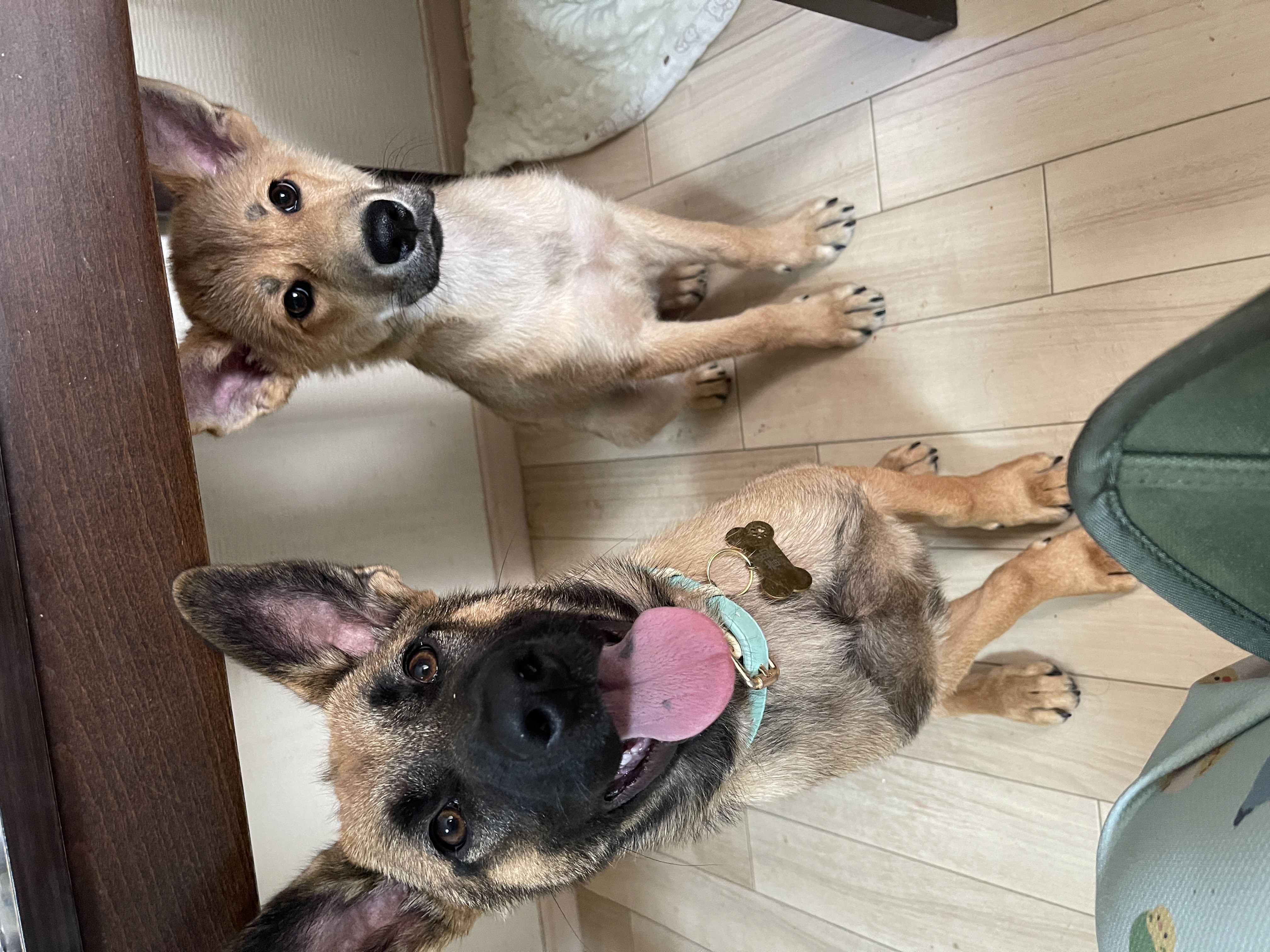 元野犬兄弟