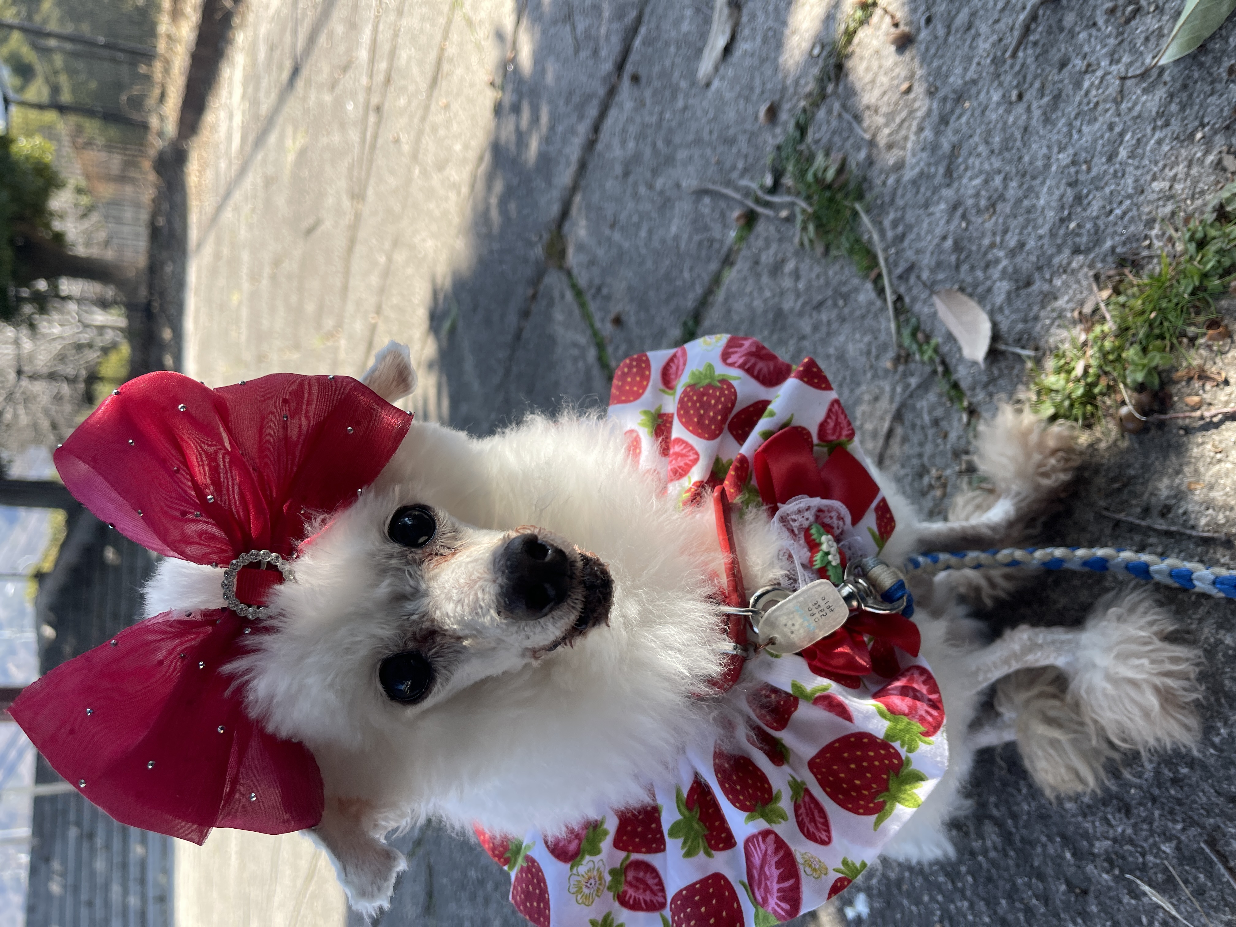 マルシェ3連チャン